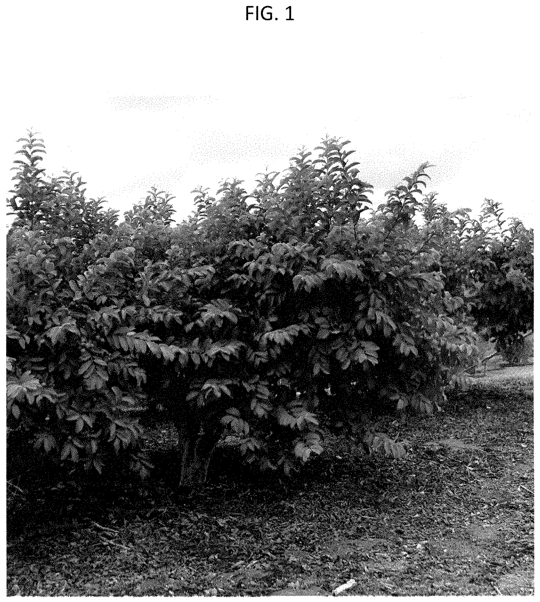 Patent USPP035433 Figure 1 – Psidium plant named ‘SERRATO 29’