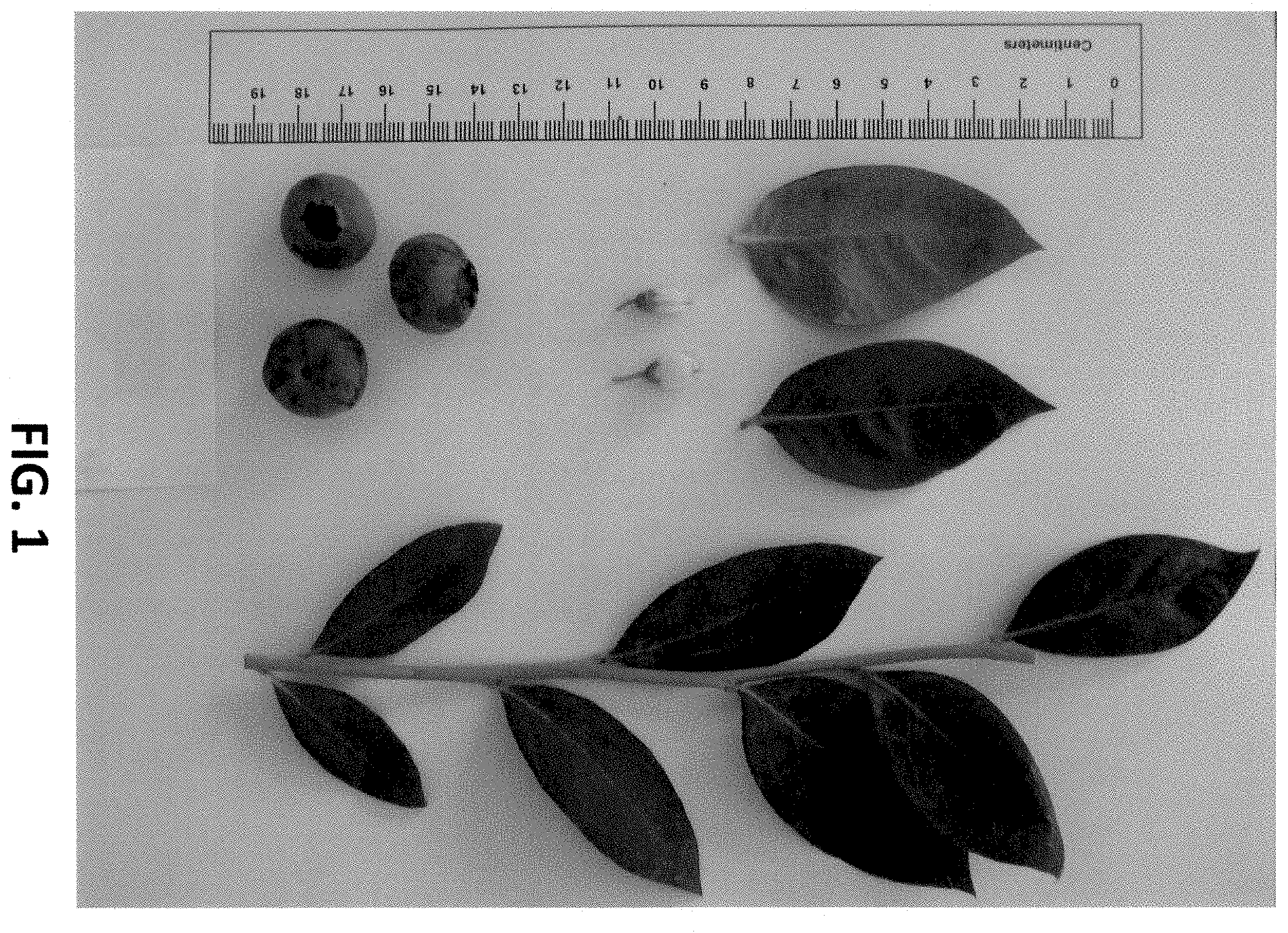 Patent USPP035434 Figure 1 – Blueberry plant named ‘NS 16-6’