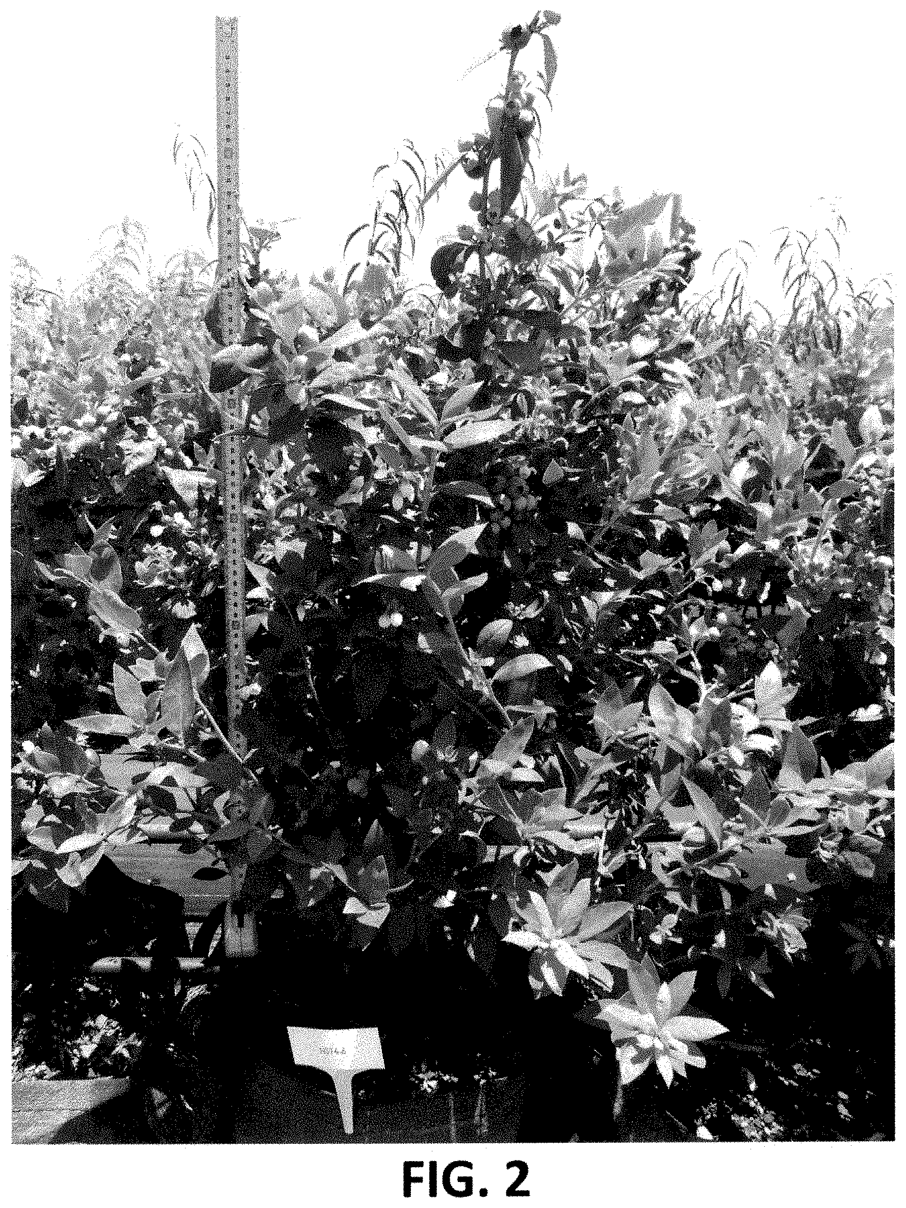 Patent USPP035434 Figure 2 – Blueberry plant named ‘NS 16-6’