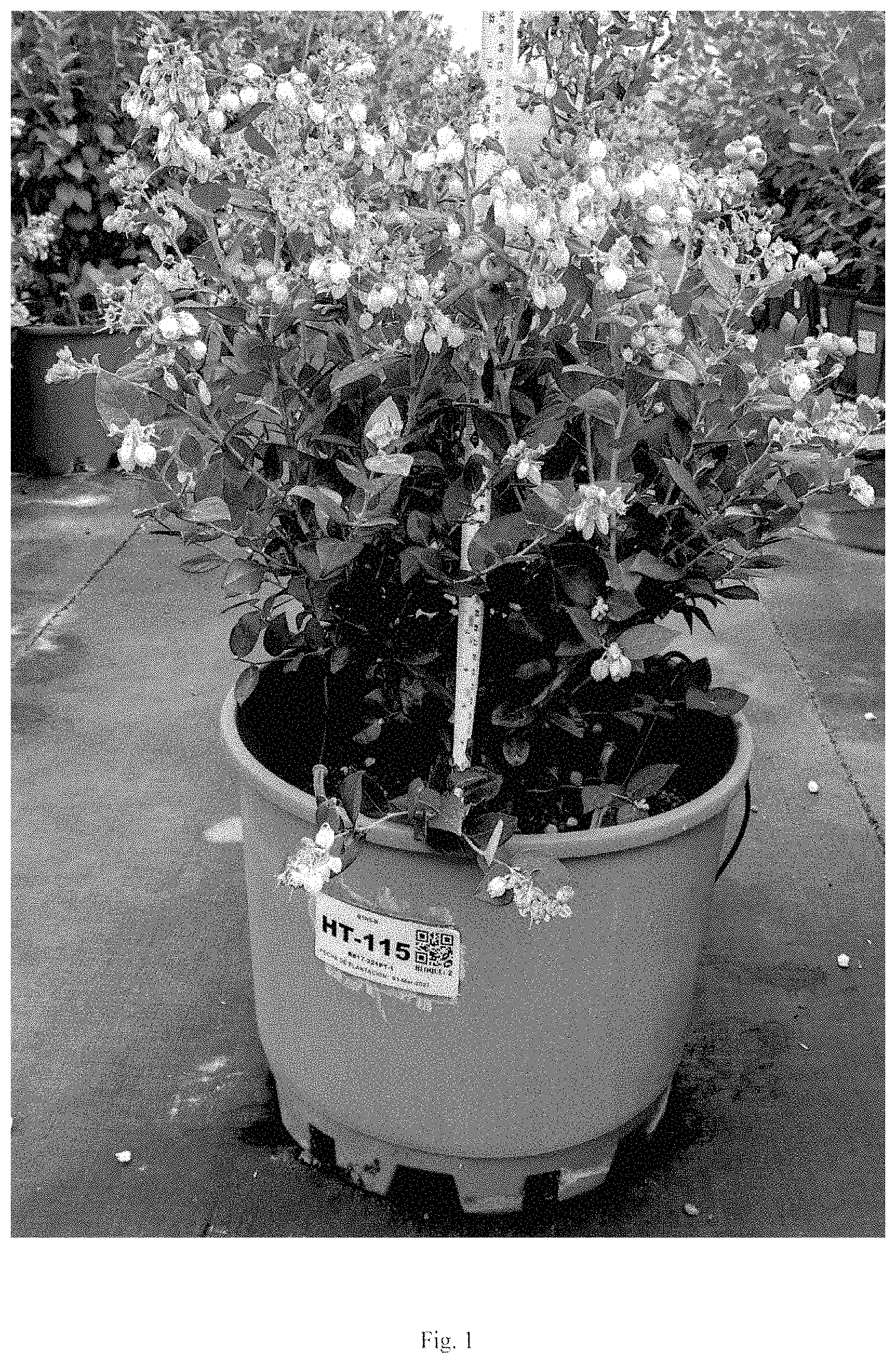 Patent USPP035435 Figure 1 – Blueberry plant named ‘BB17-321PT-1’