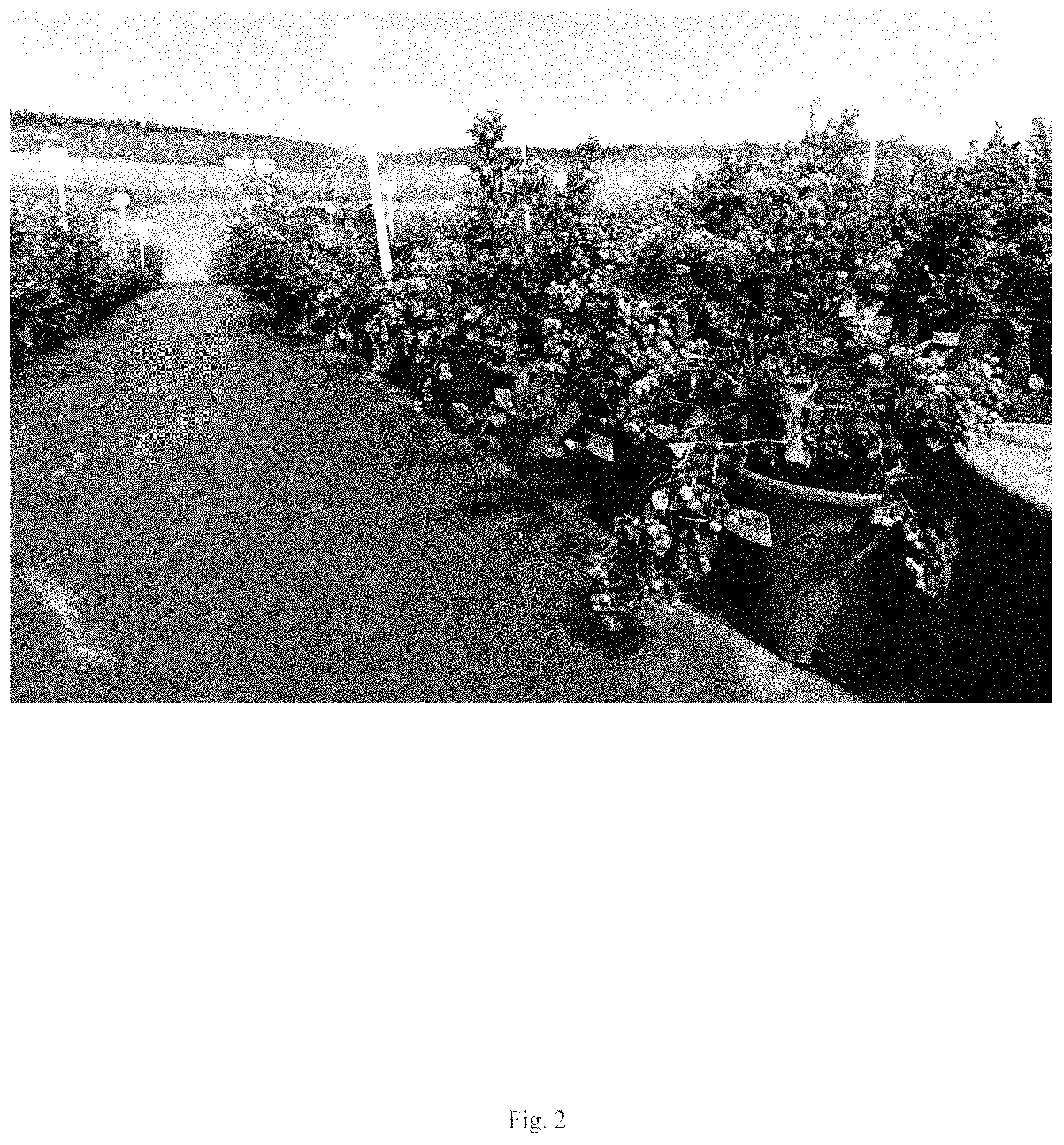 Patent USPP035435 Figure 2 – Blueberry plant named ‘BB17-321PT-1’