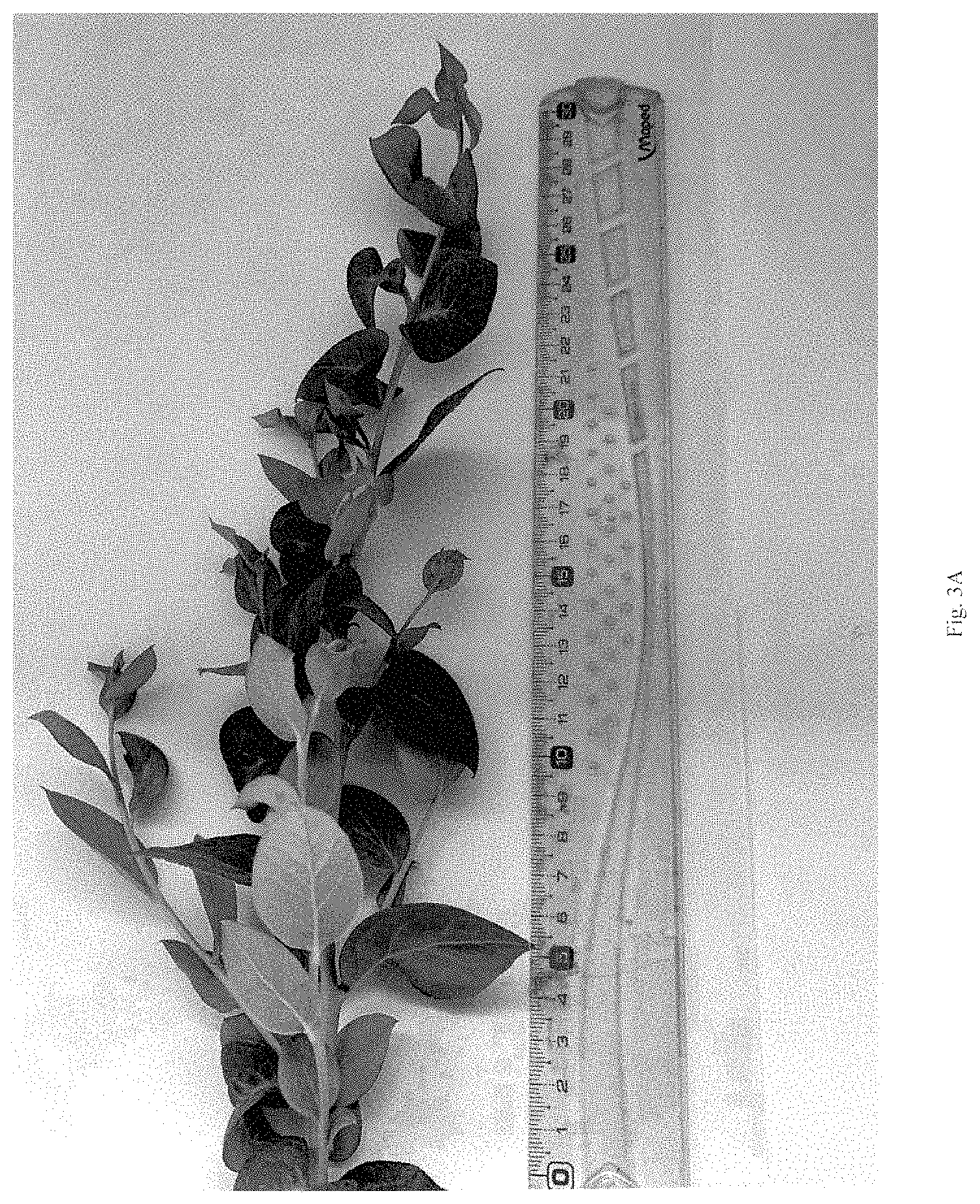 Patent USPP035435 Figure 3 – Blueberry plant named ‘BB17-321PT-1’