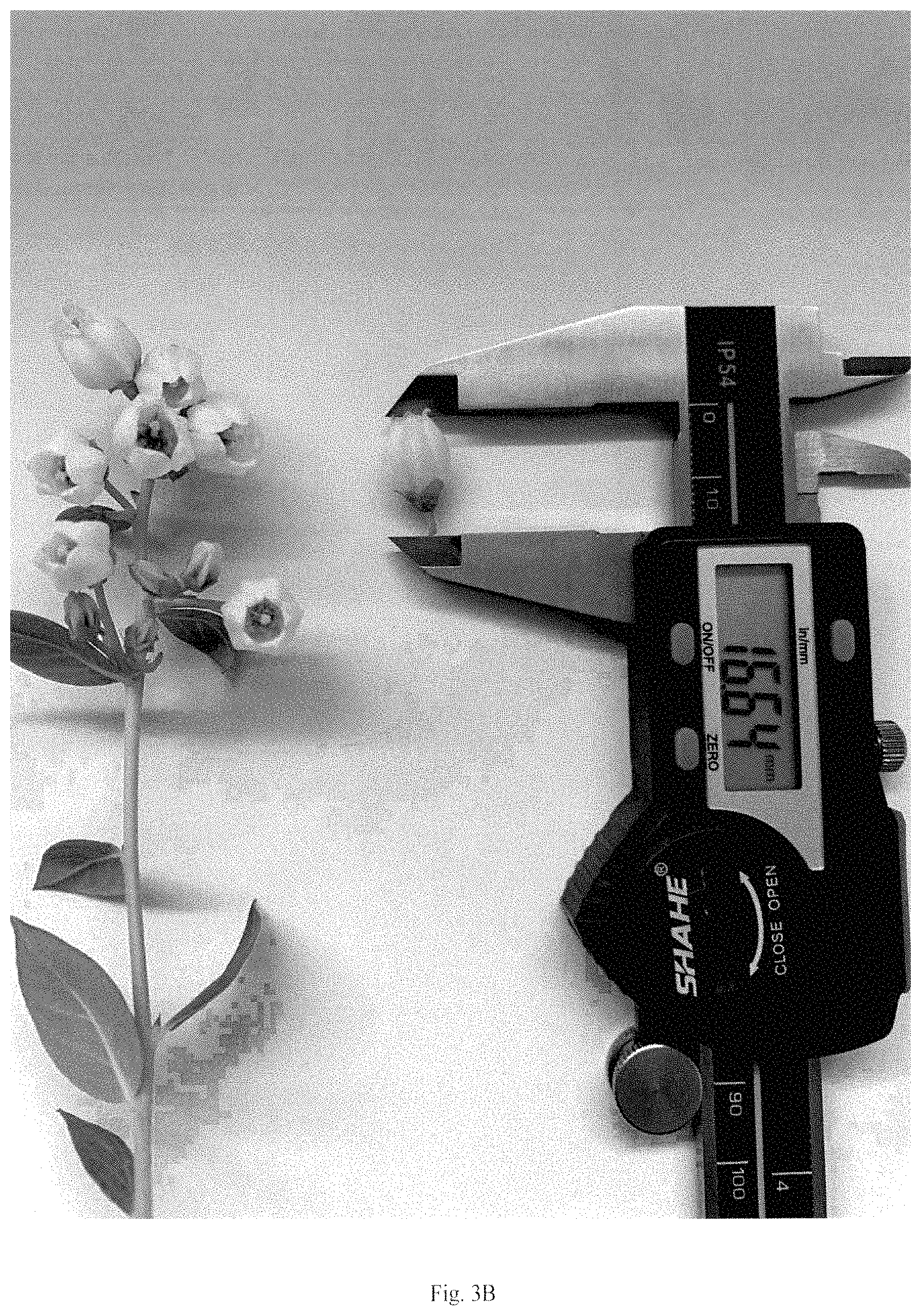 Patent USPP035435 Figure 4 – Blueberry plant named ‘BB17-321PT-1’