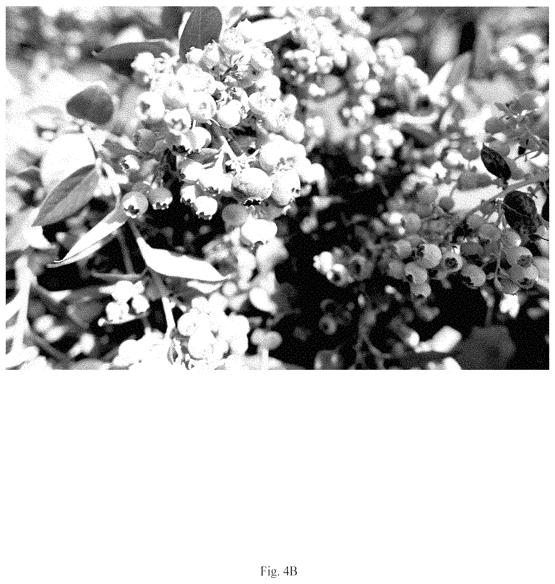 Patent USPP035435 Figure 6 – Blueberry plant named ‘BB17-321PT-1’