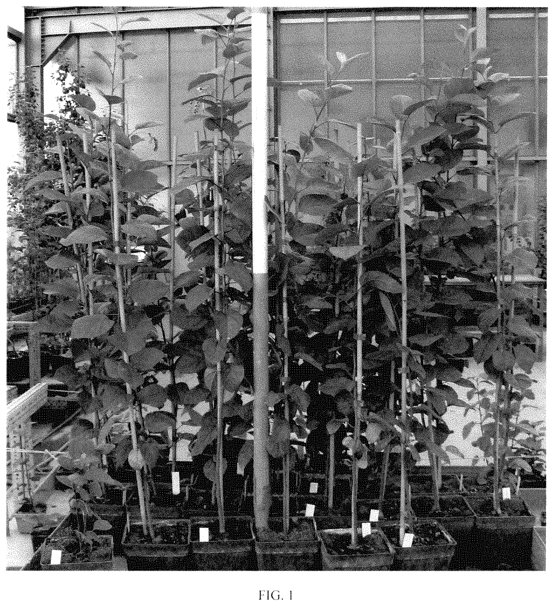 Patent USPP035436 Figure 1 – Apple tree rootstock named ‘D2212’