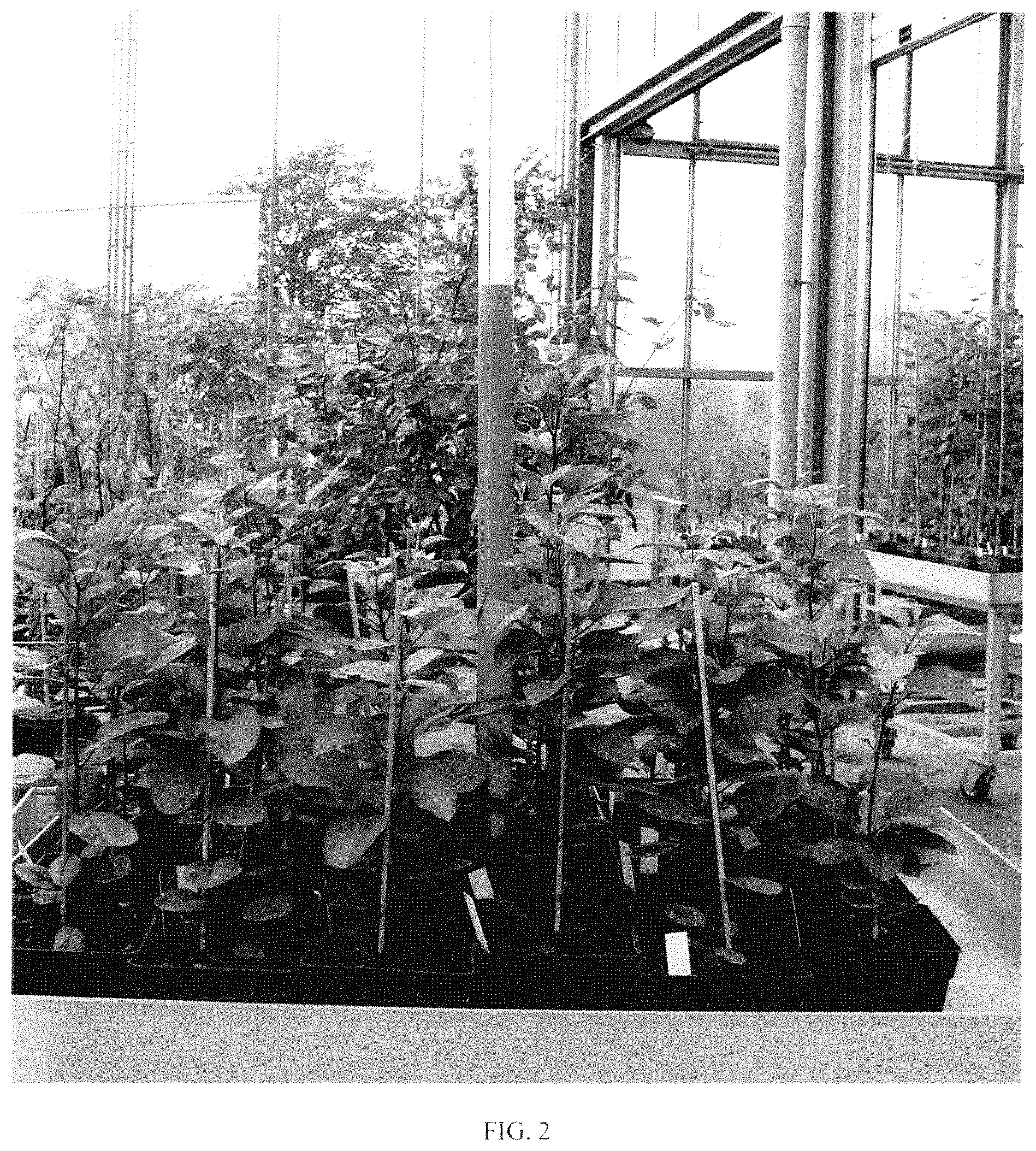 Patent USPP035436 Figure 2 – Apple tree rootstock named ‘D2212’