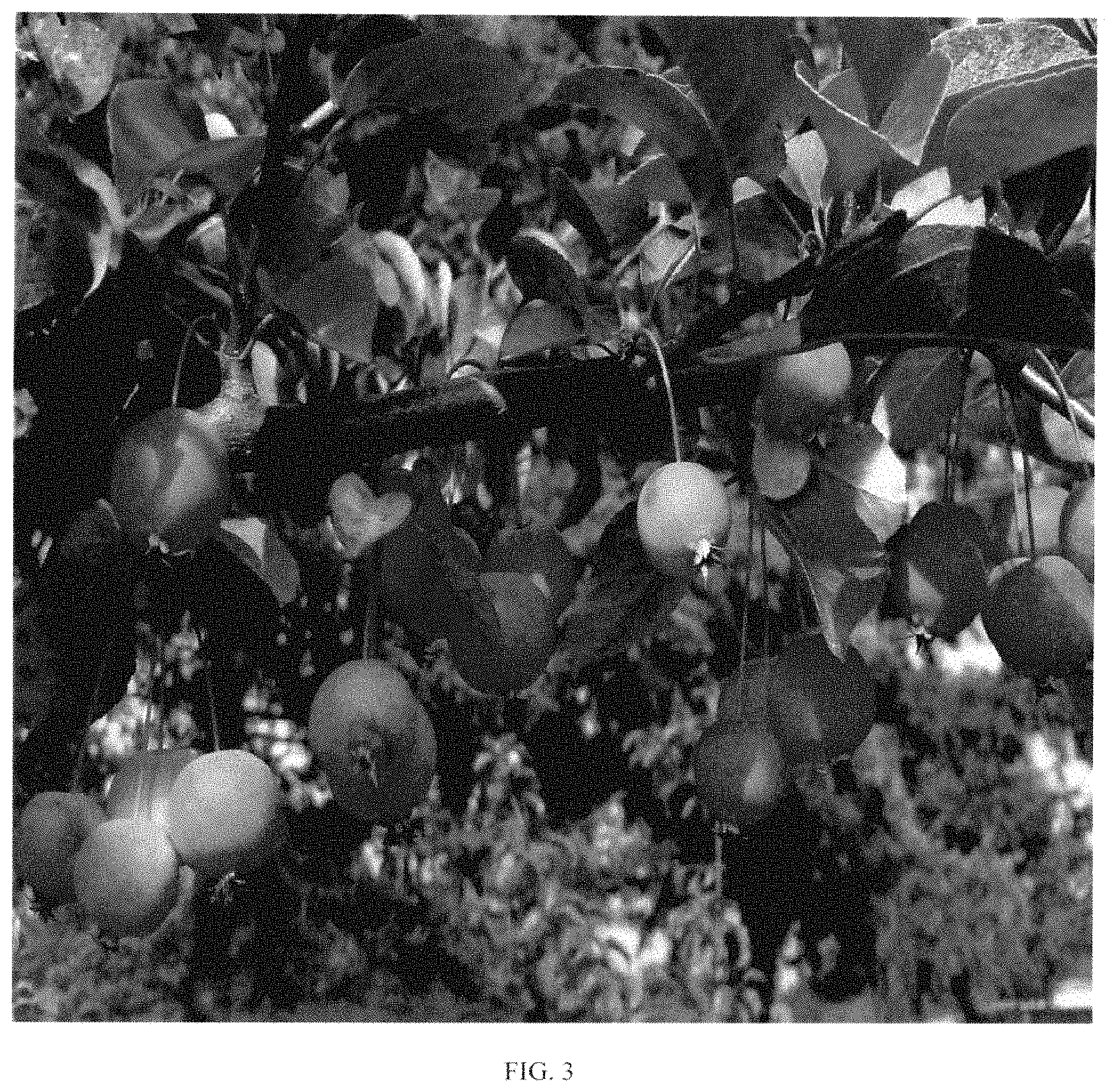 Patent USPP035436 Figure 3 – Apple tree rootstock named ‘D2212’