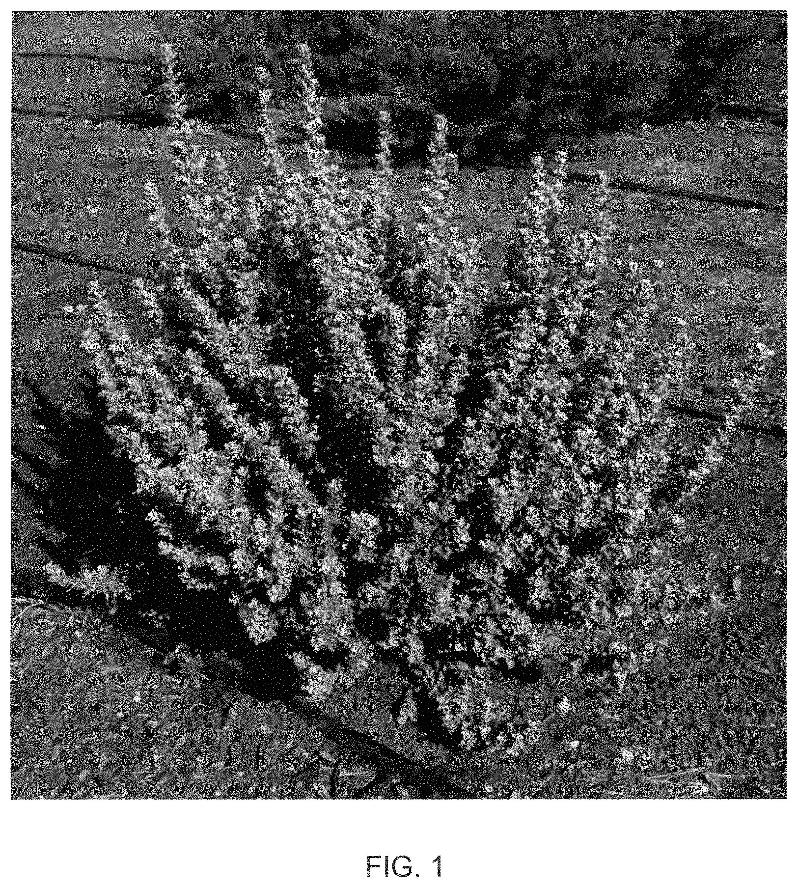 Patent USPP035437 Figure 1 – Leucophyllum hybrid plant named ‘Microburst’