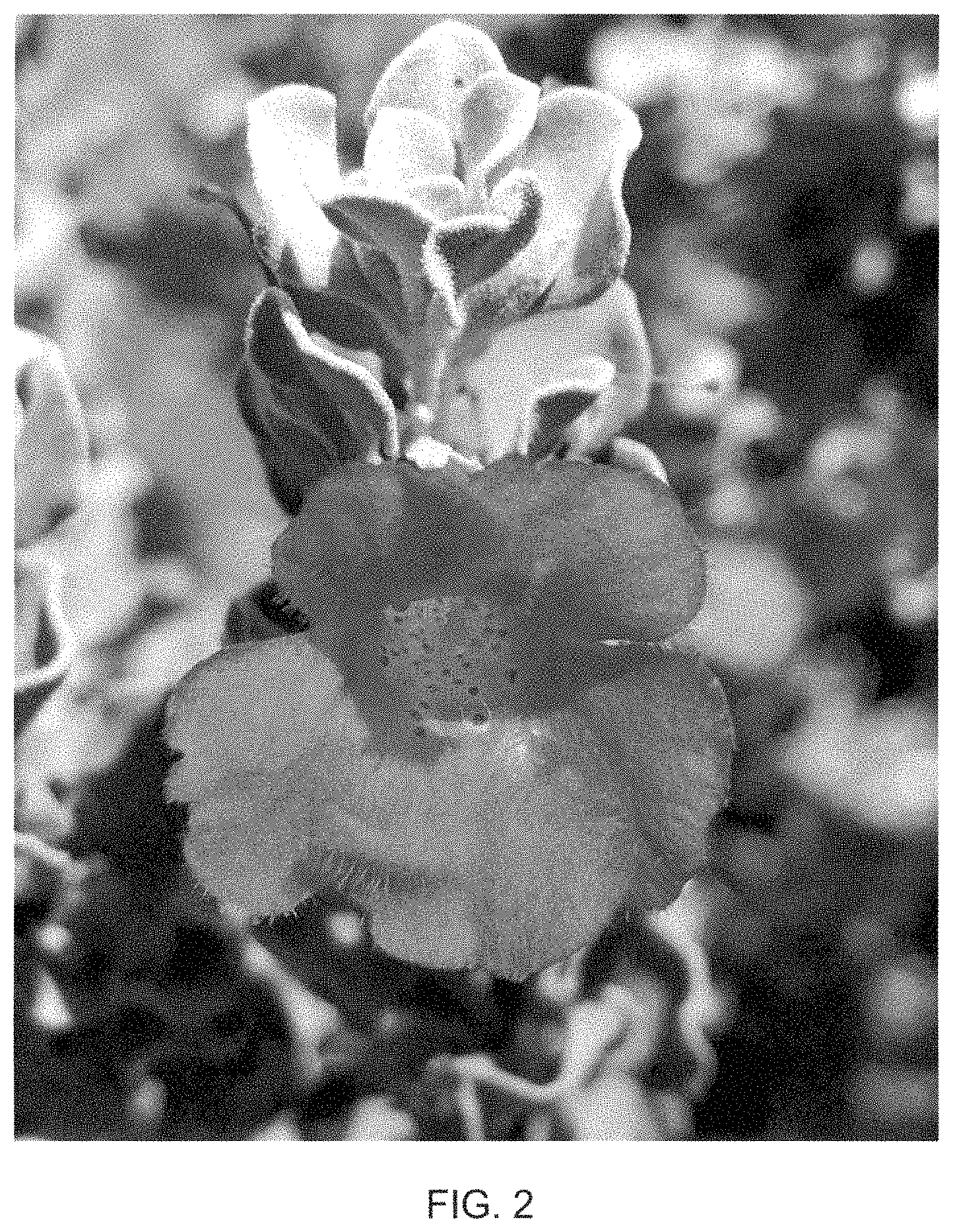 Patent USPP035437 Figure 2 – Leucophyllum hybrid plant named ‘Microburst’