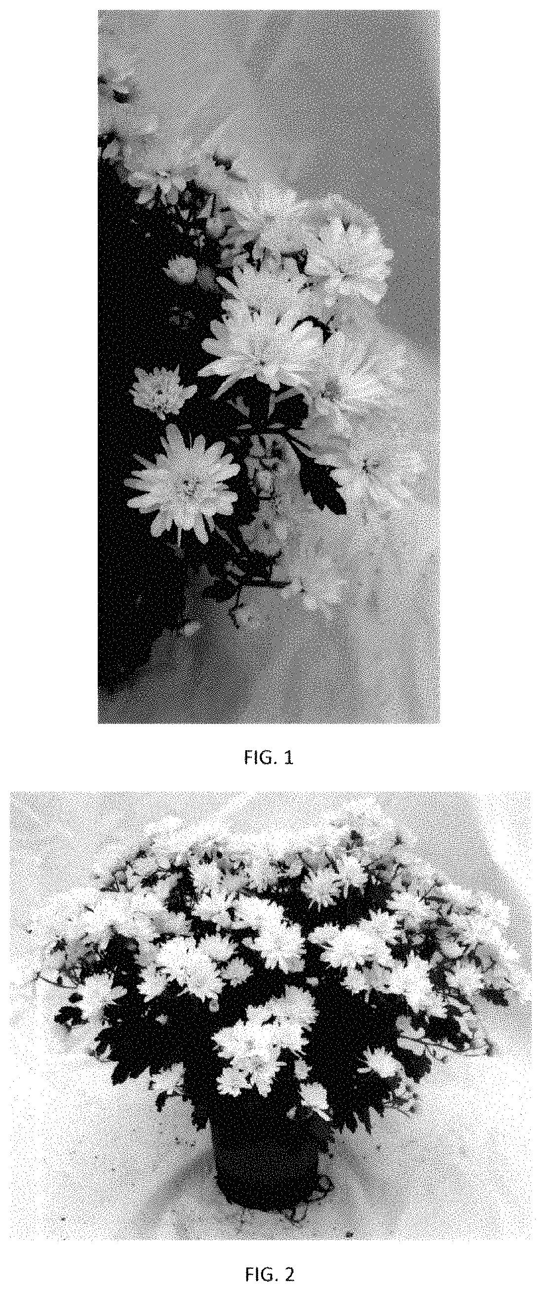 Patent USPP035439 Figure 1 – Chrysanthemum plant named ‘CIFZ0103’