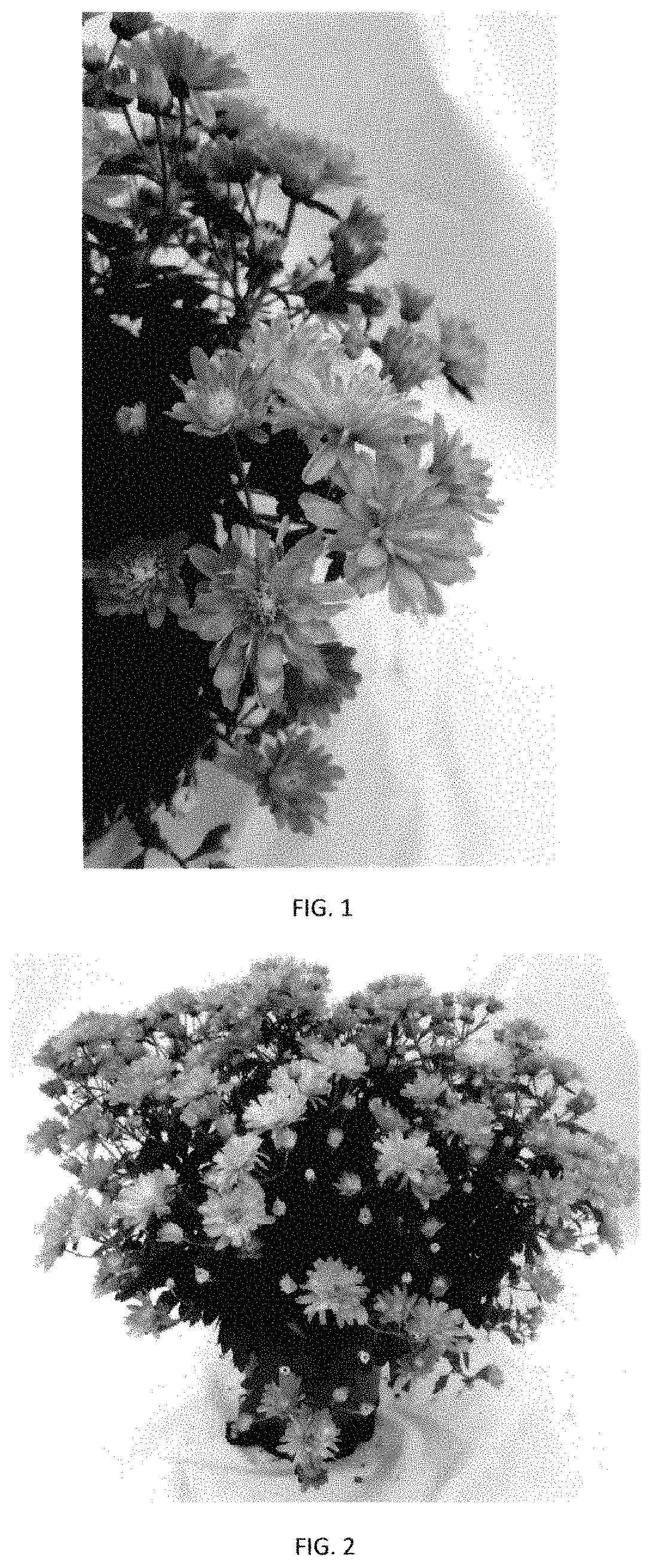 Patent USPP035440 Figure 1 – Chrysanthemum plant named ‘CIFZ0102’