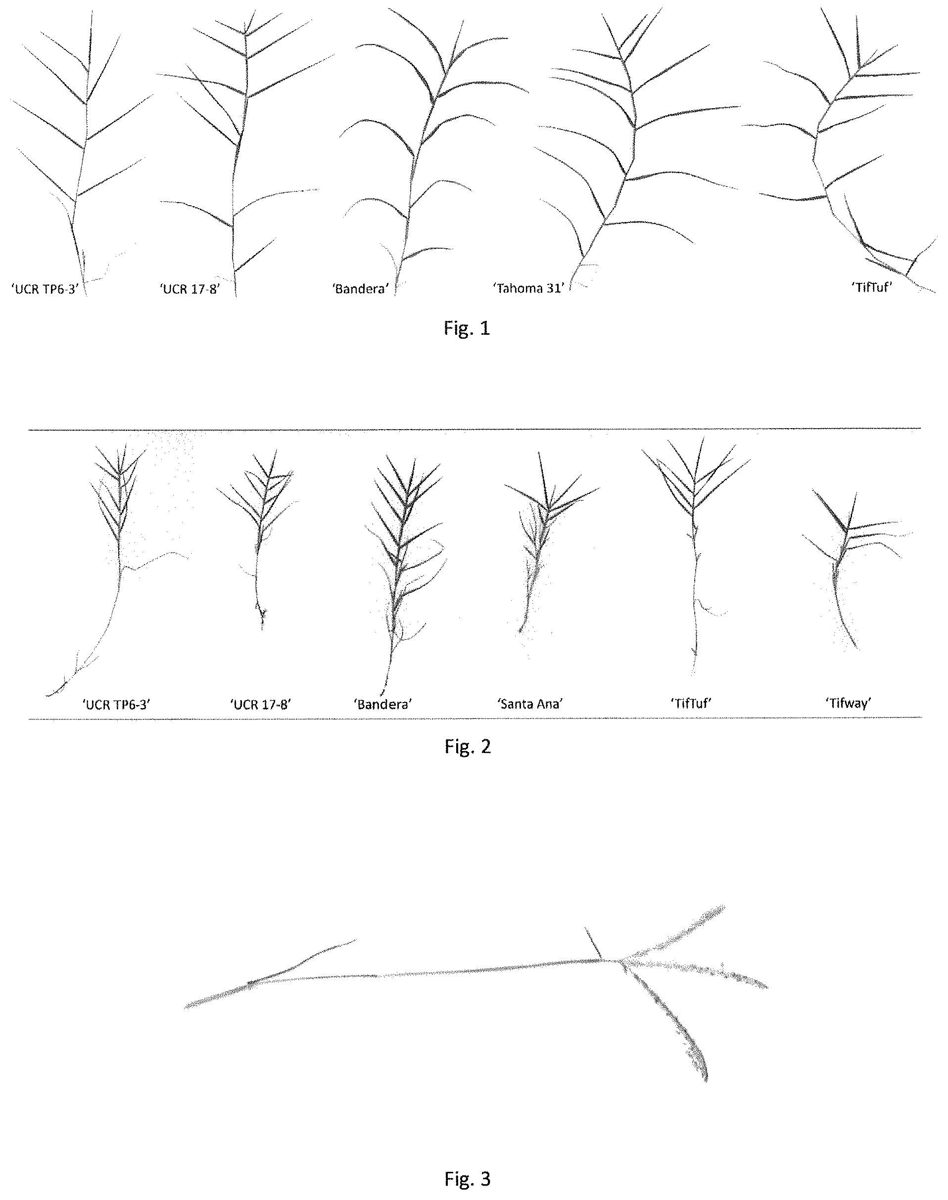 Patent USPP035441 Figure 1 – Bermudagrass named ‘UCR TP6-3’
