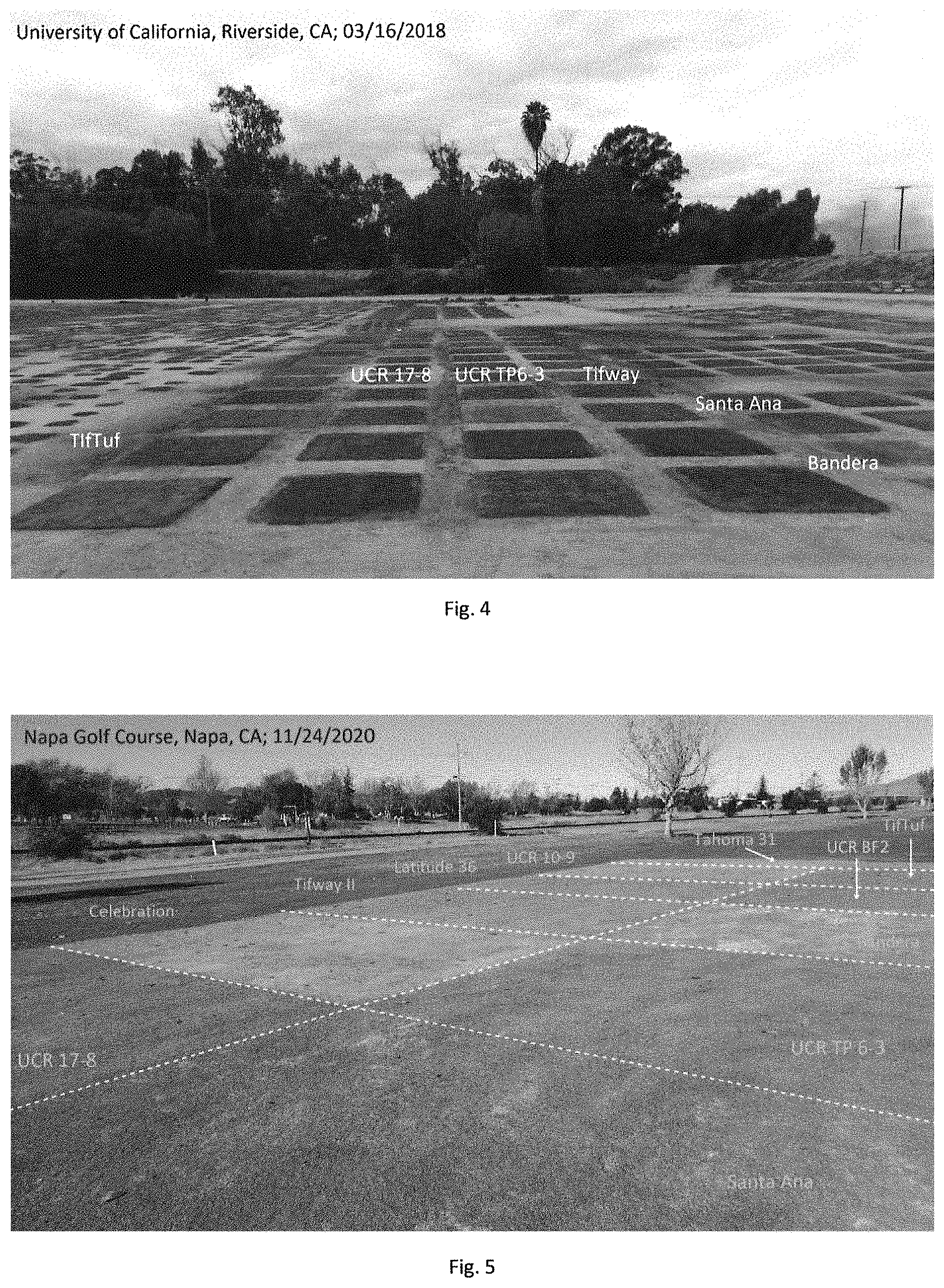 Patent USPP035441 Figure 2 – Bermudagrass named ‘UCR TP6-3’