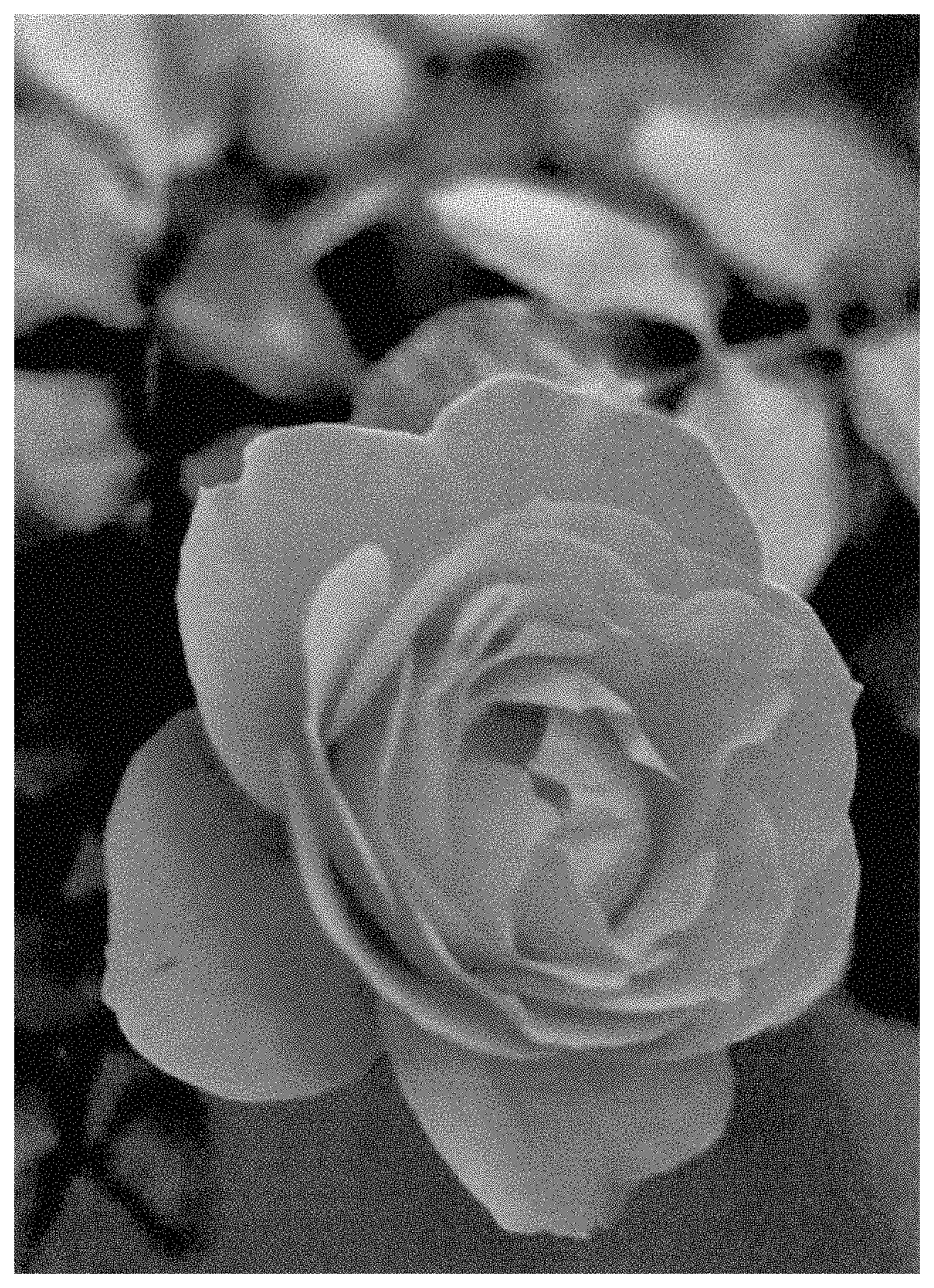 Patent USPP035442 — Floribunda shrub rose plant named ‘ALTorcaptain’ — Figure 1