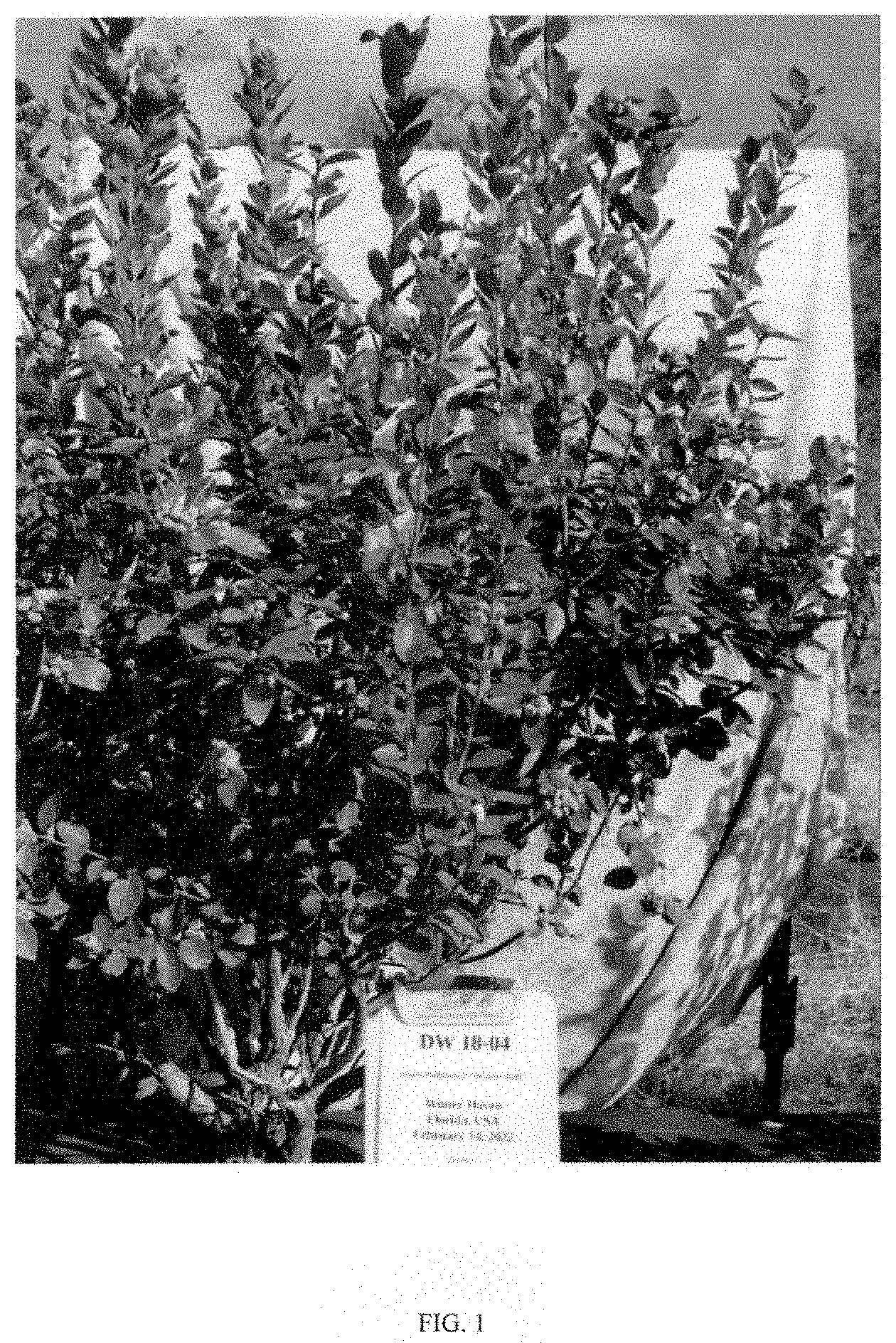 Patent USPP035443 Figure 1 – Vaccinium plant named ‘DW18-04’