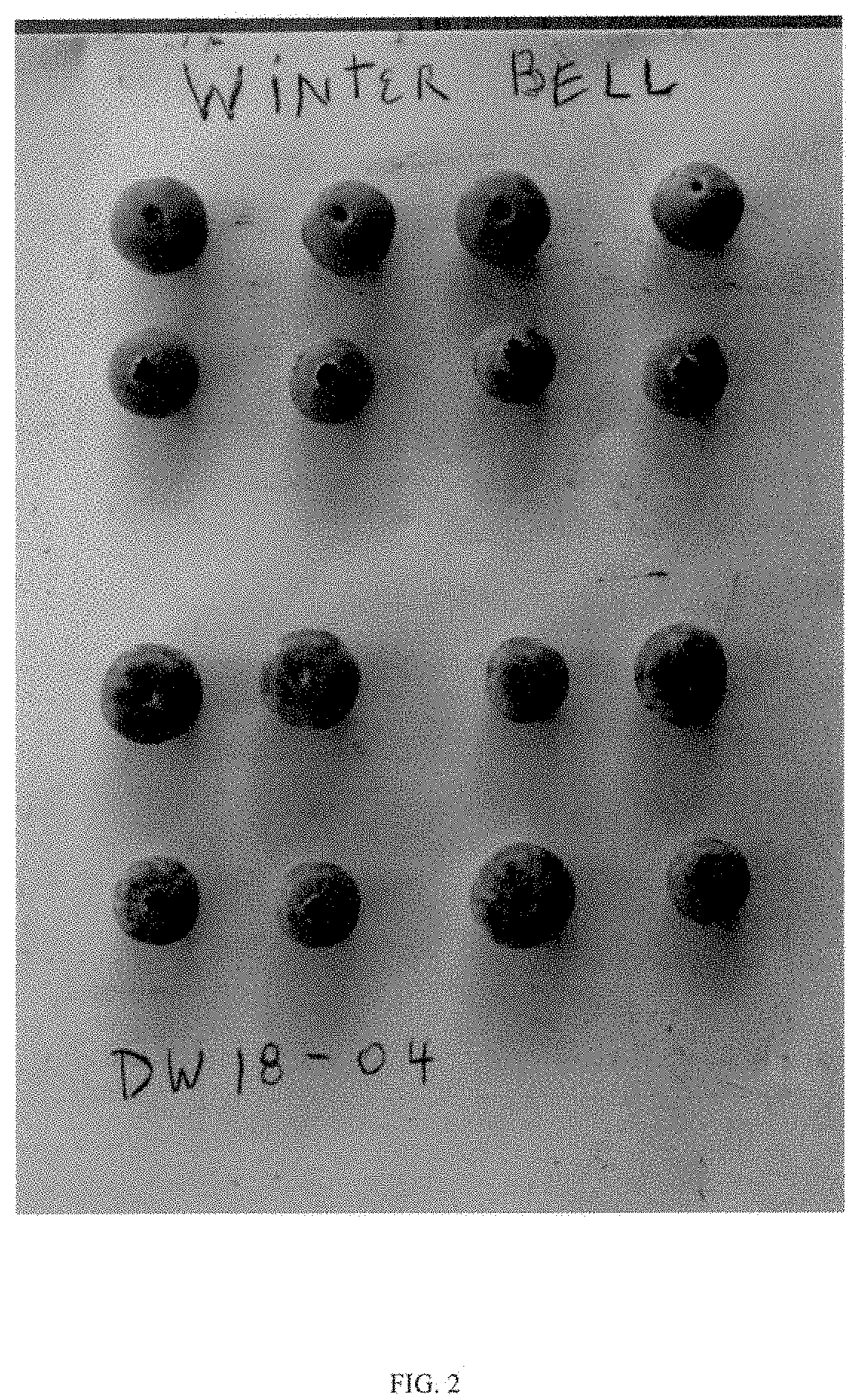 Patent USPP035443 Figure 2 – Vaccinium plant named ‘DW18-04’