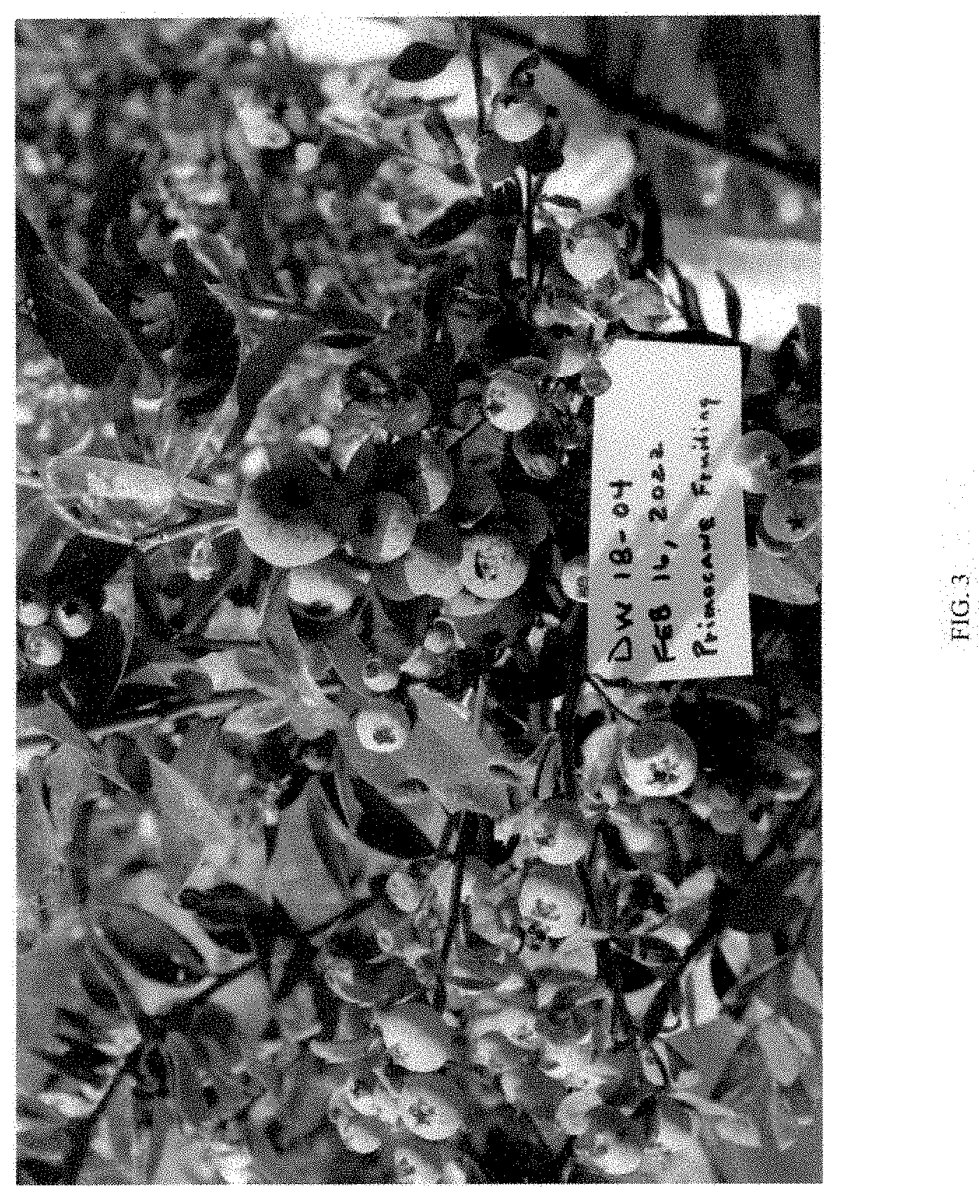 Patent USPP035443 Figure 3 – Vaccinium plant named ‘DW18-04’