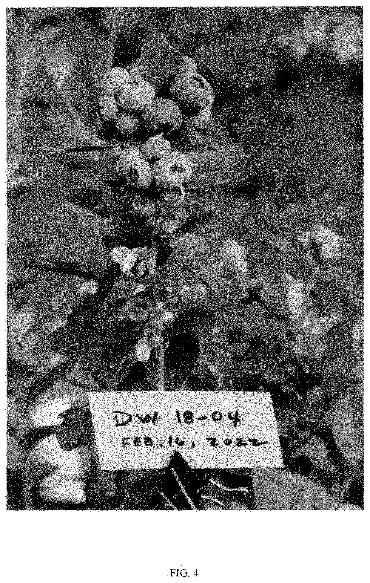 Patent USPP035443 Figure 4 – Vaccinium plant named ‘DW18-04’