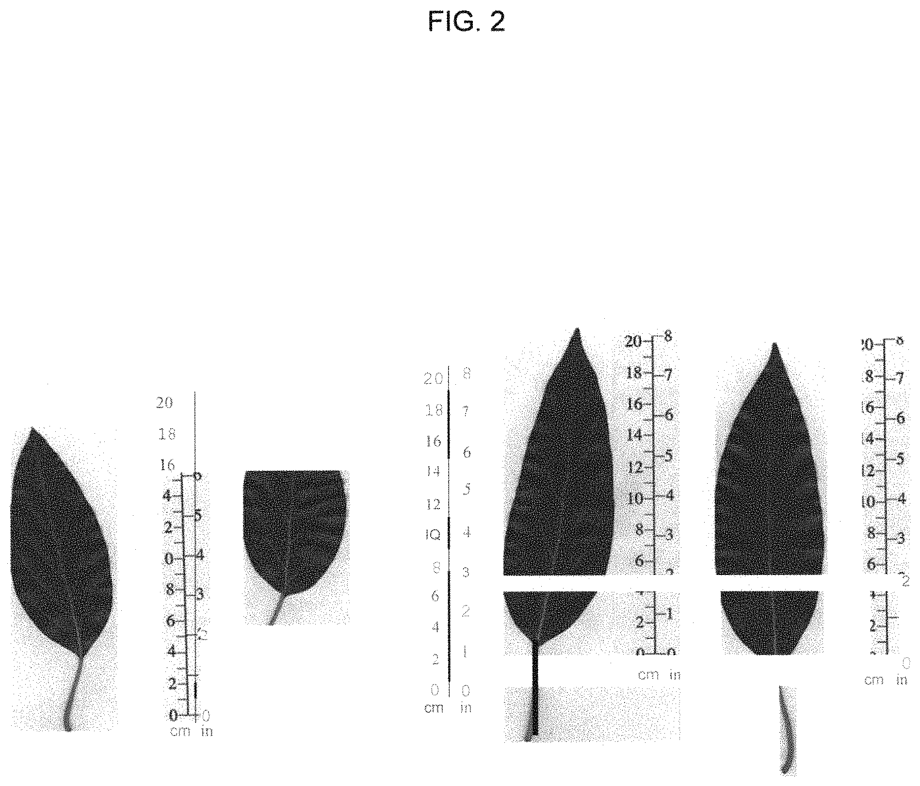 Patent USPP035444 Figure 2 – Avocado tree named ‘BL516’