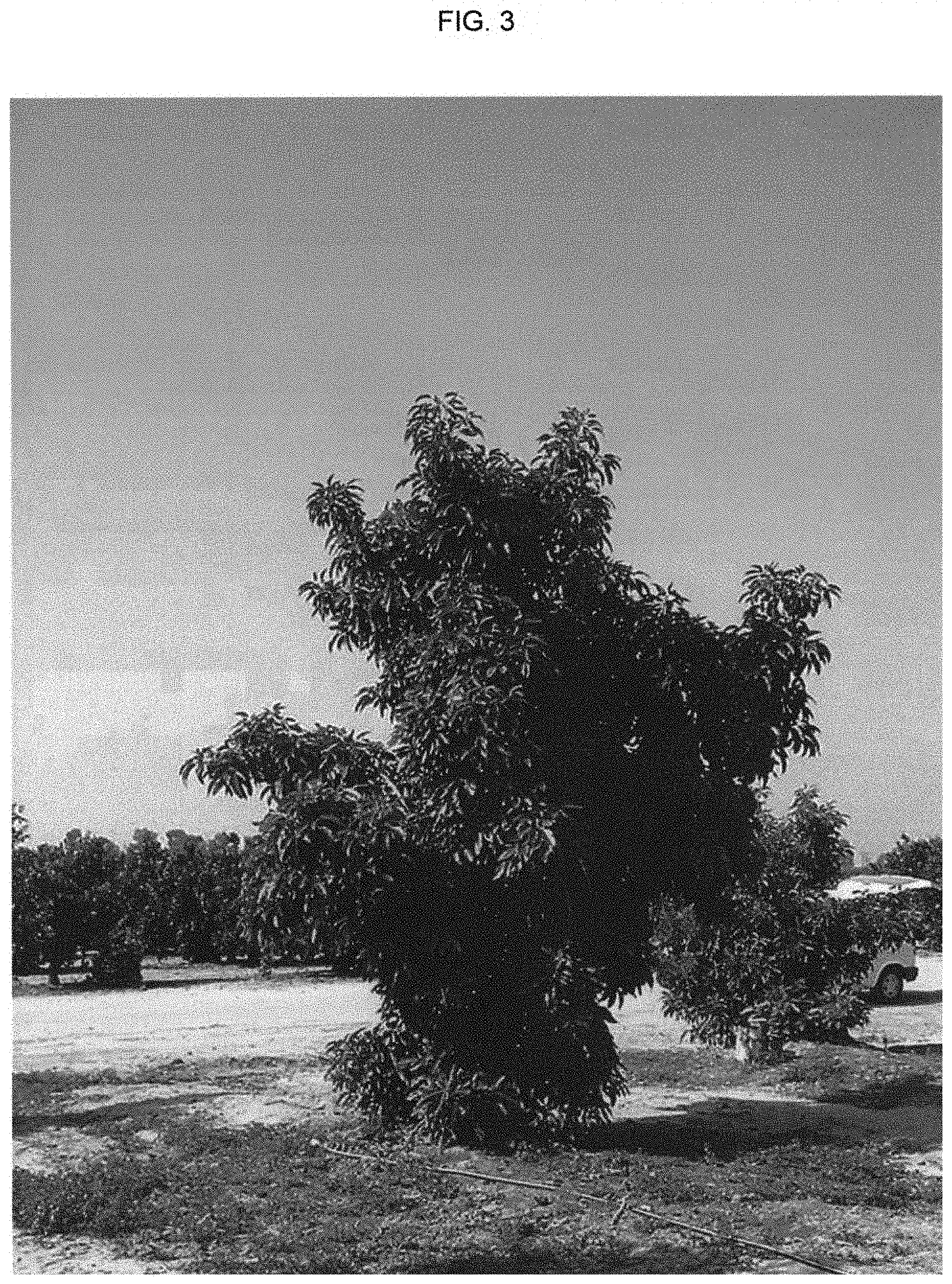 Patent USPP035444 Figure 3 – Avocado tree named ‘BL516’