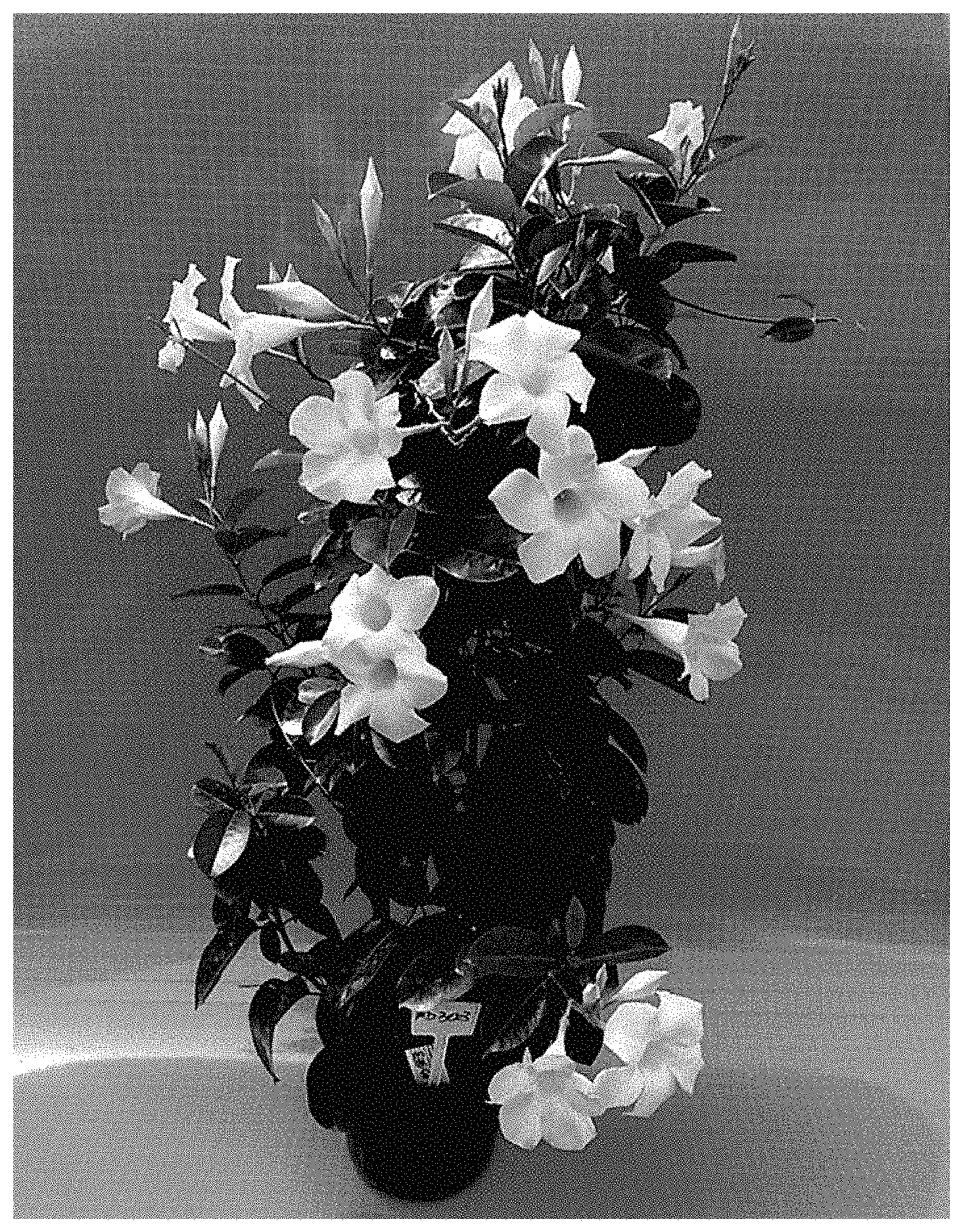 Patent USPP035445 Figure 1 – Mandevilla plant named ‘TVMD303’