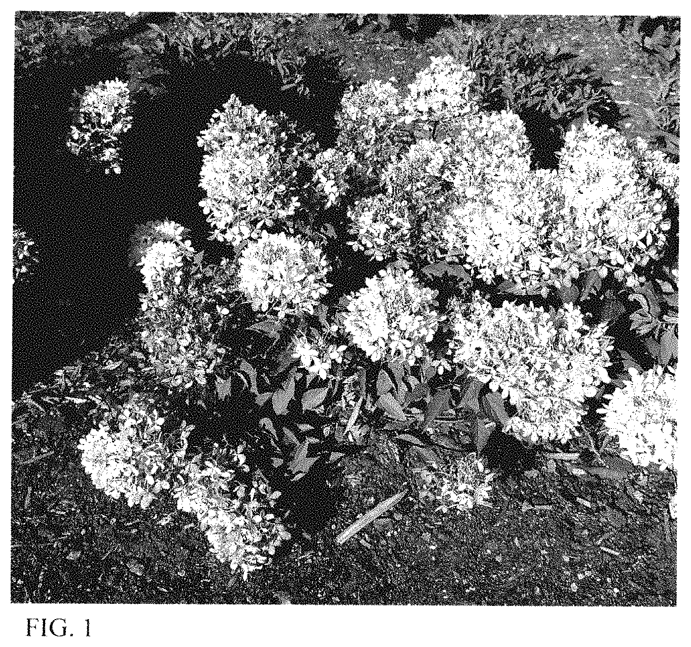Patent USPP035446 Figure 1 – Hydrangea plant named ‘HYLV18535’
