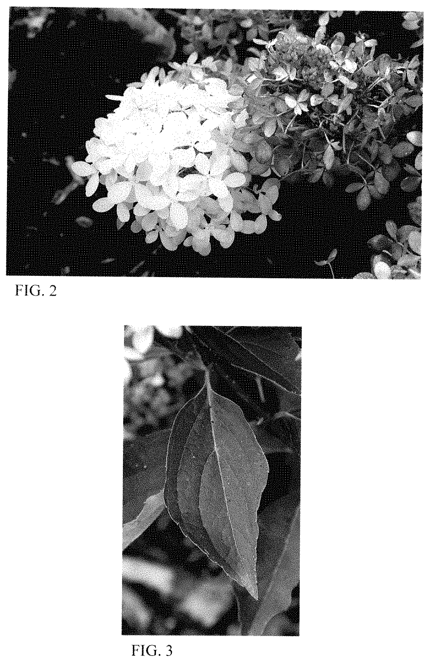 Patent USPP035446 Figure 2 – Hydrangea plant named ‘HYLV18535’