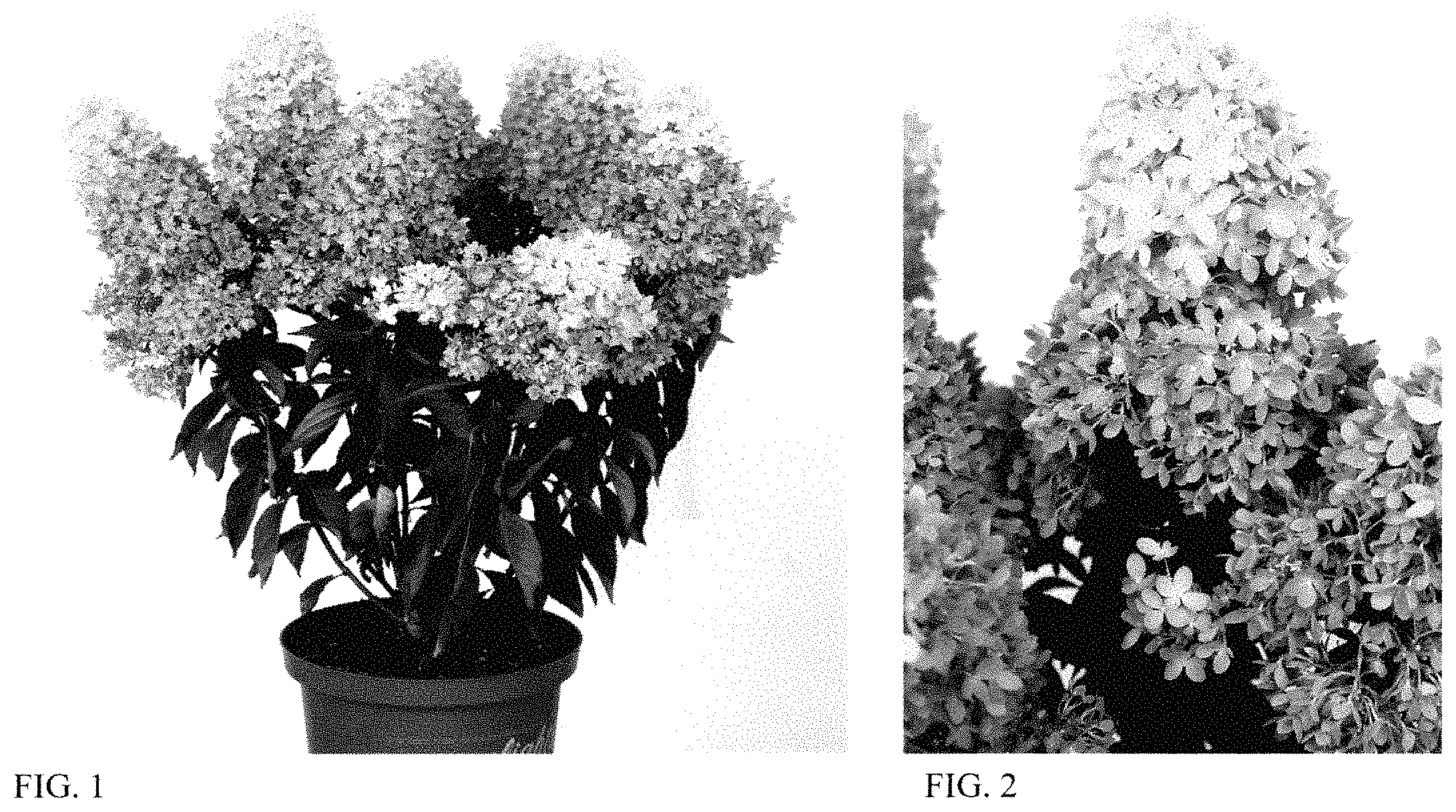 Patent USPP035447 Figure 1 – Hydrangea plant named ‘HYLV17522’