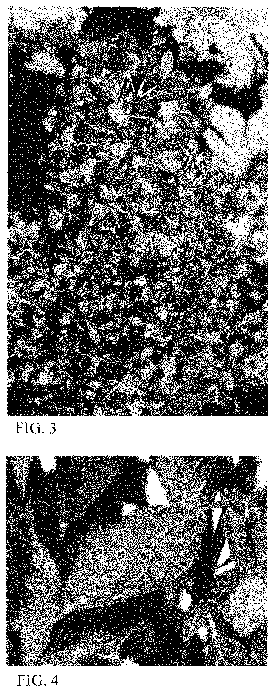 Patent USPP035447 Figure 2 – Hydrangea plant named ‘HYLV17522’