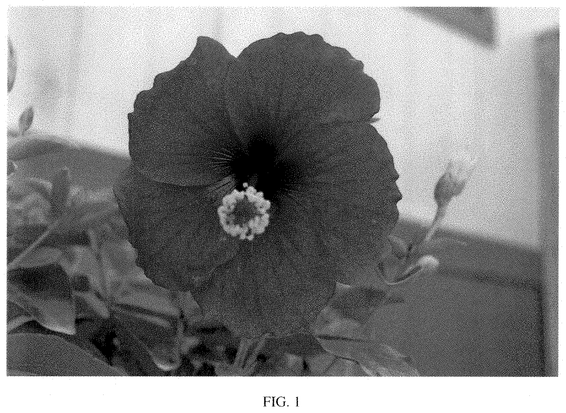 Patent USPP035448 Figure 1 – Hibiscus plant named ‘14-0704-02’