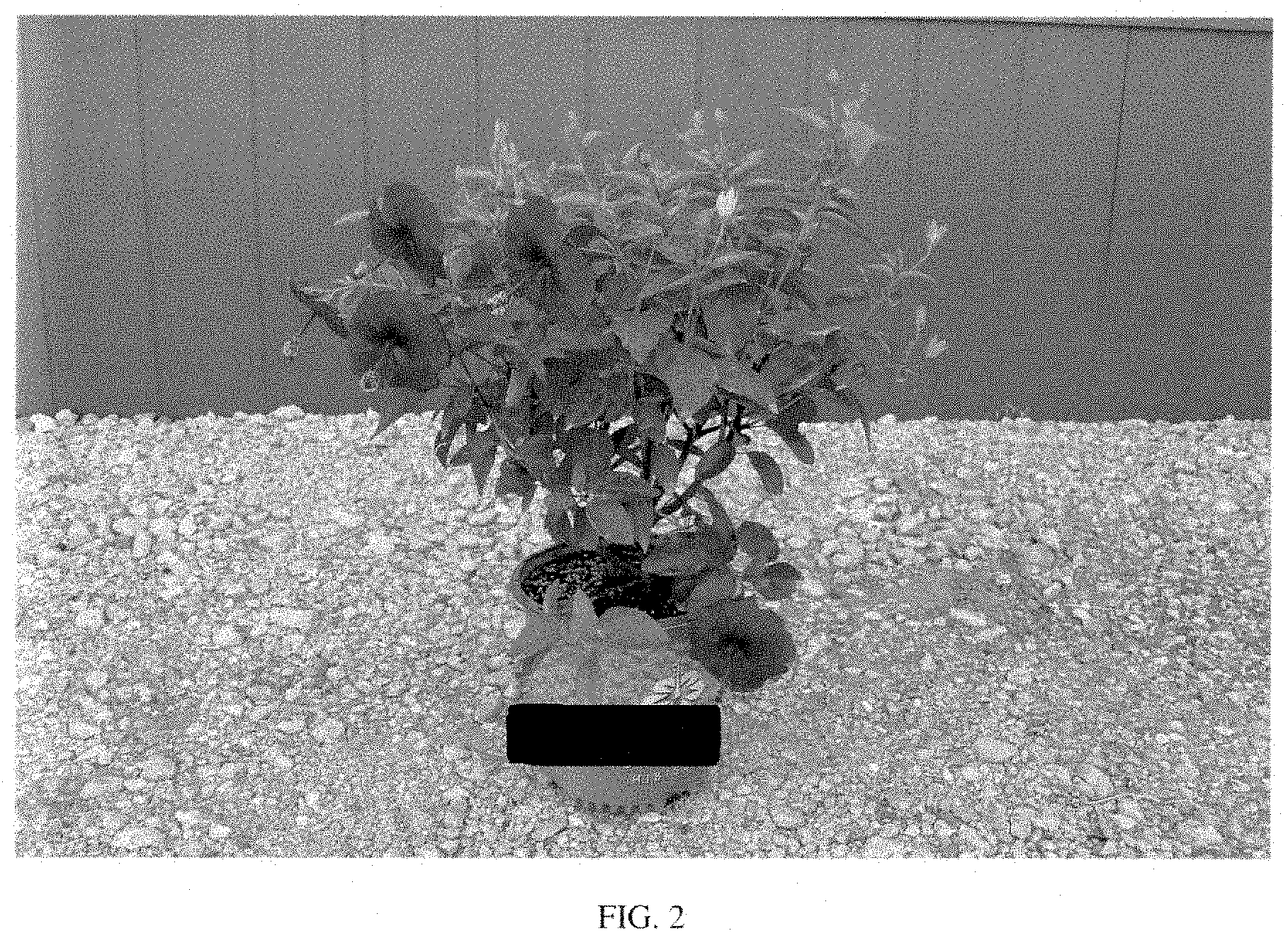 Patent USPP035448 Figure 2 – Hibiscus plant named ‘14-0704-02’