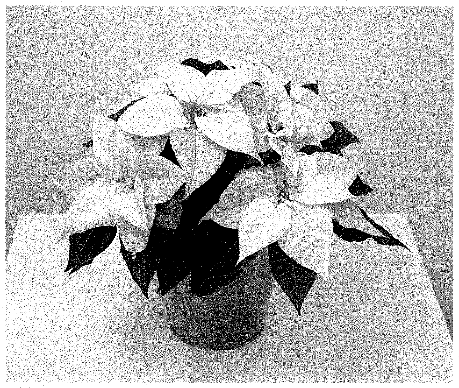 Patent USPP035449 Figure 1 – Poinsettia plant named ‘NPCW22387’