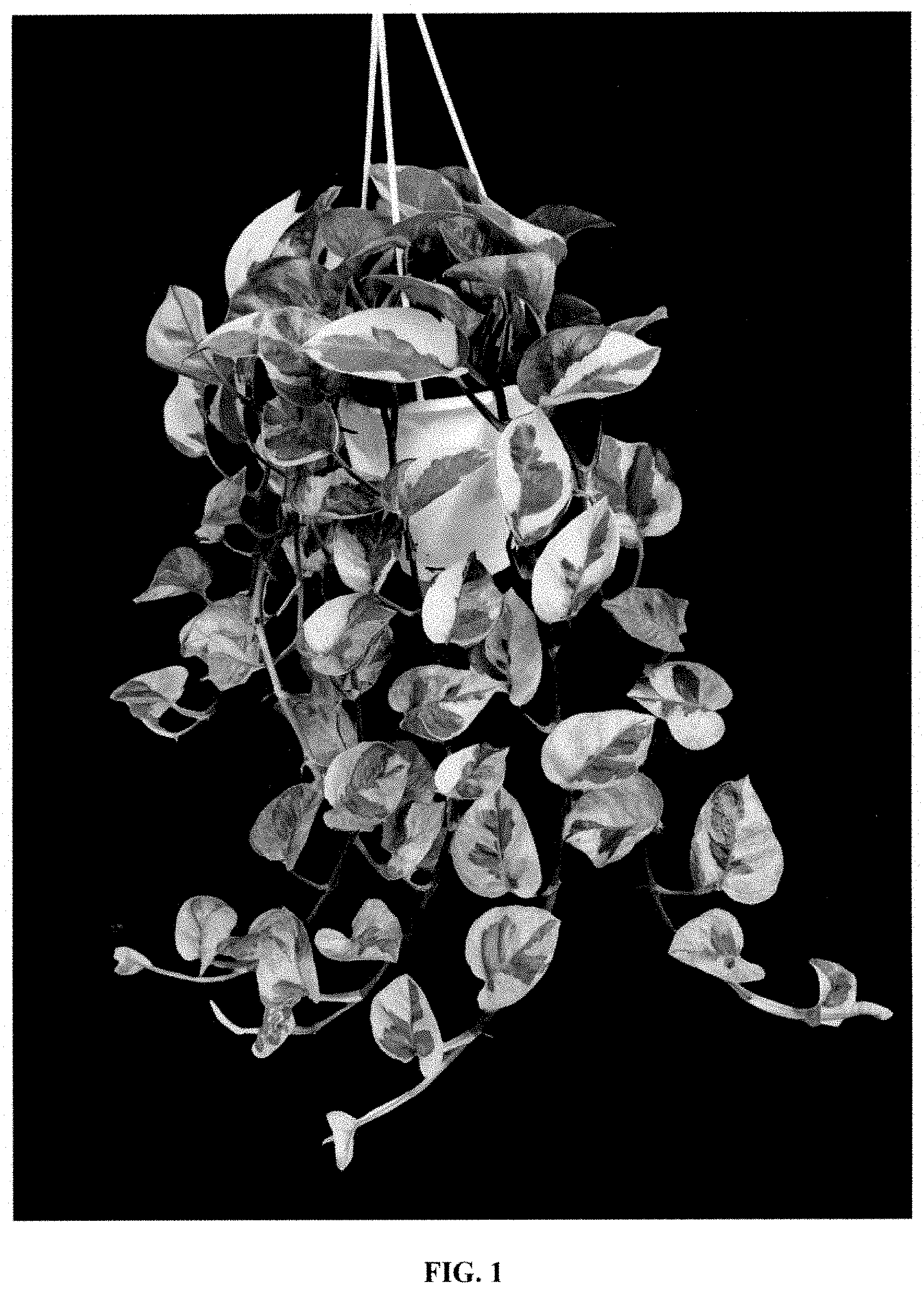 Patent USPP035450 Figure 1 – Epipremnum plant named ‘EM0002’