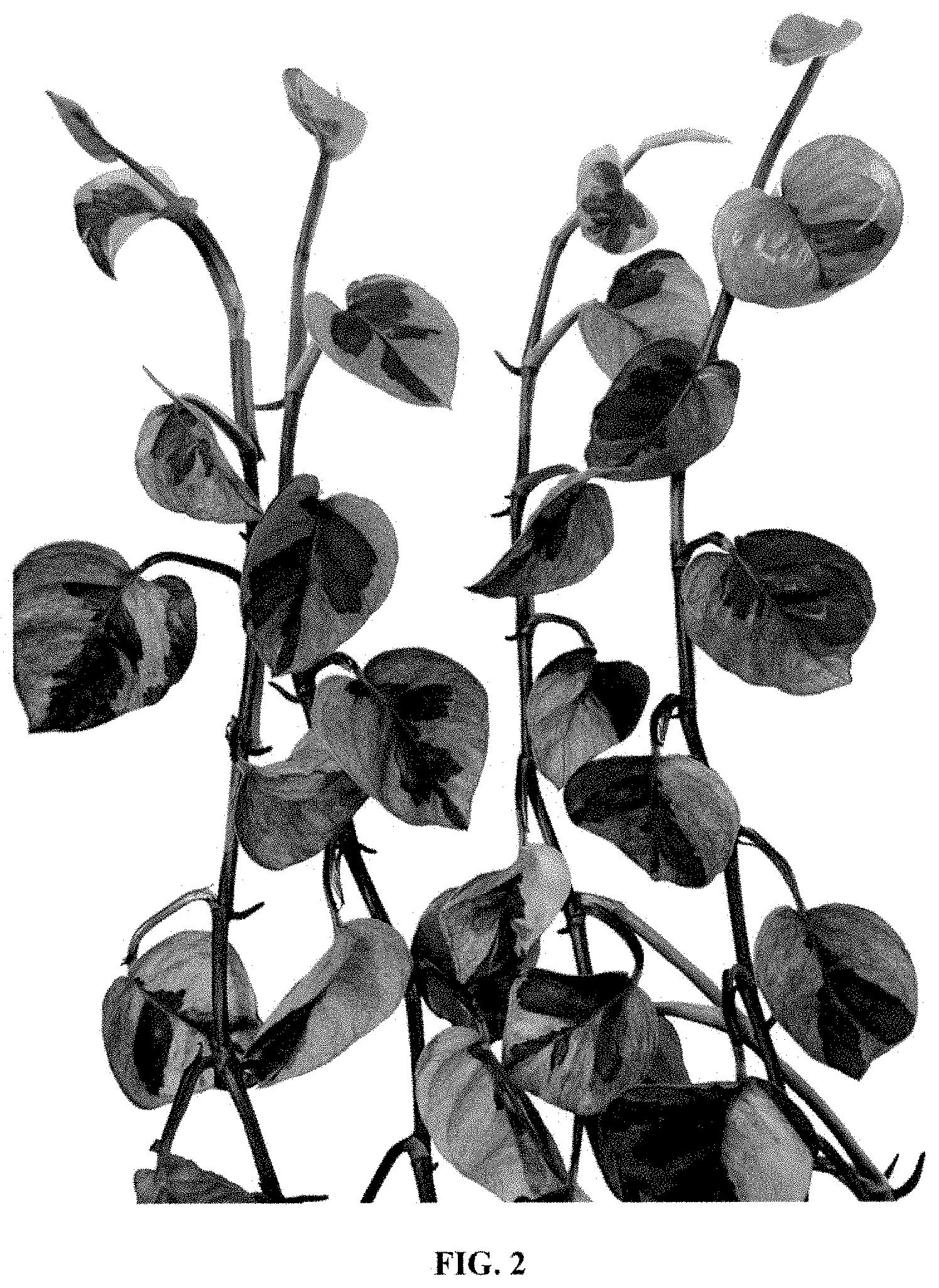Patent USPP035450 Figure 2 – Epipremnum plant named ‘EM0002’