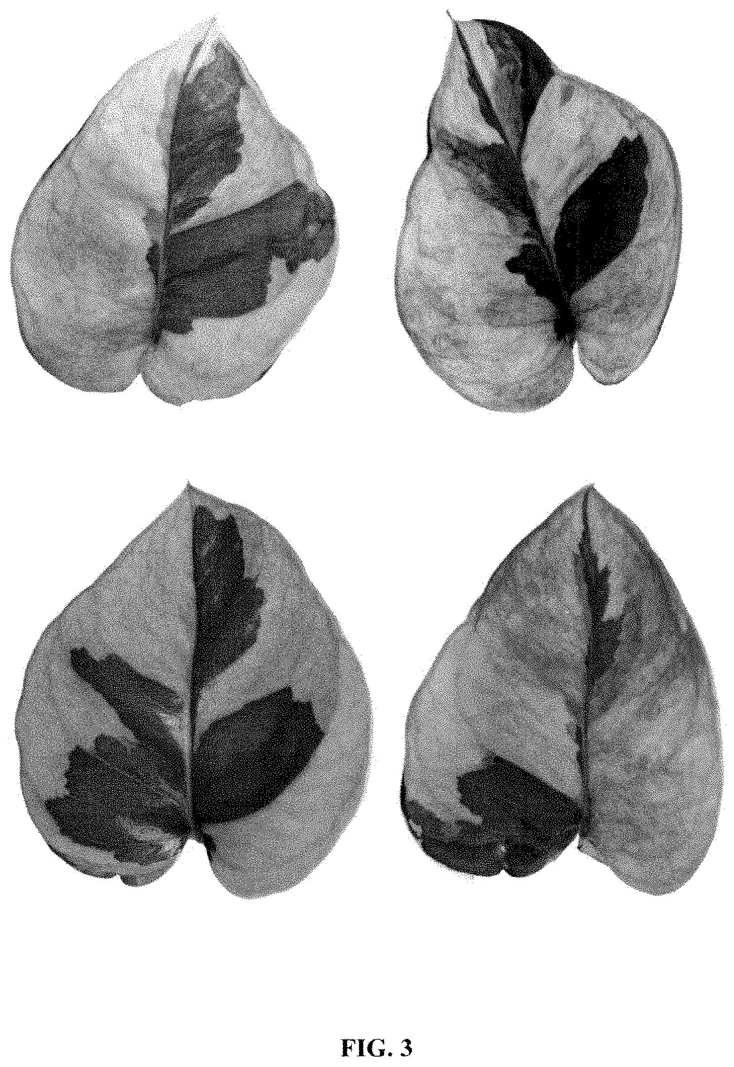 Patent USPP035450 Figure 3 – Epipremnum plant named ‘EM0002’