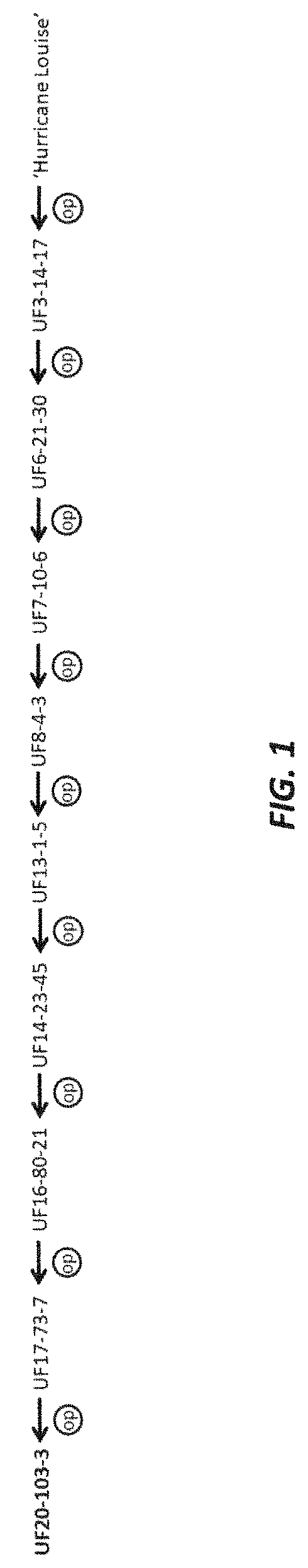 Patent USPP035451 — Coleus plant named ‘UF20-103-3’ — Figure 1