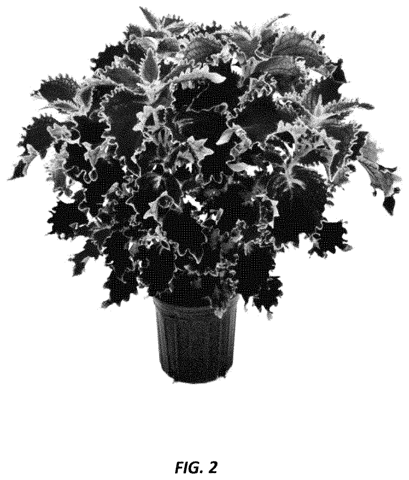 Patent USPP035451 Figure 2 – Coleus plant named ‘UF20-103-3’
