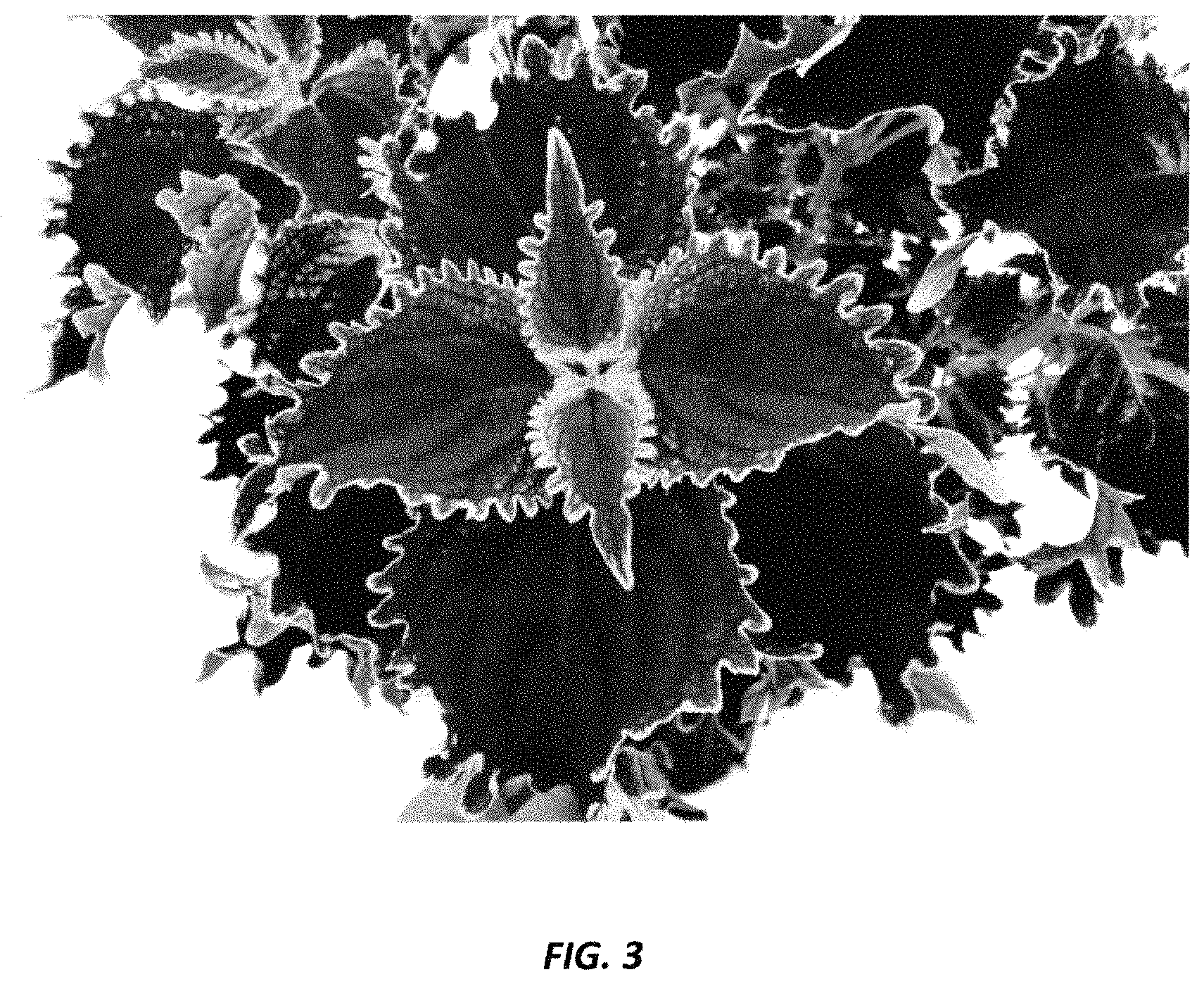 Patent USPP035451 Figure 3 – Coleus plant named ‘UF20-103-3’