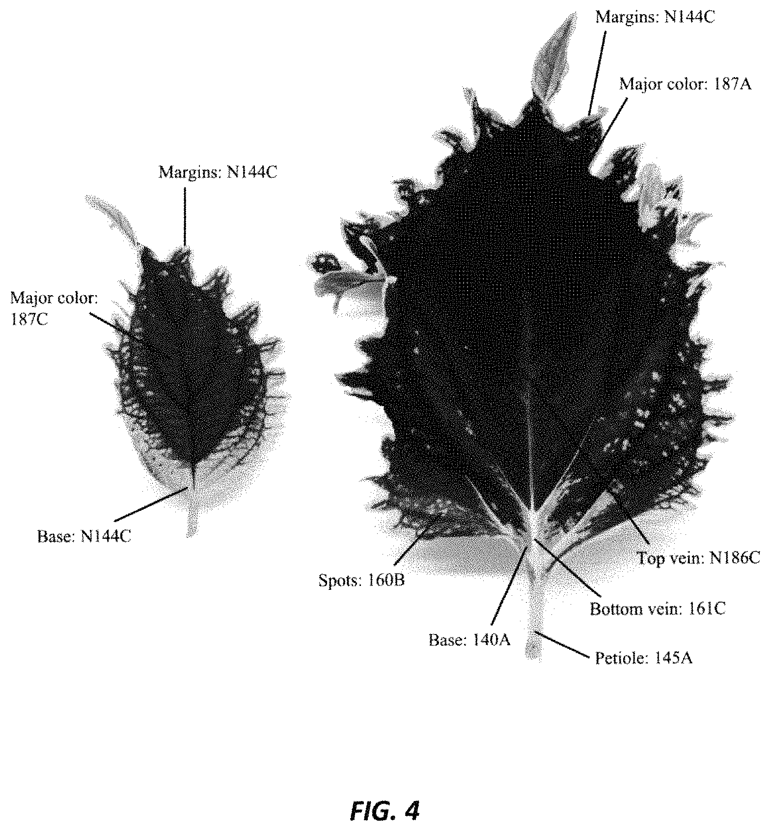Patent USPP035451 Figure 4 – Coleus plant named ‘UF20-103-3’