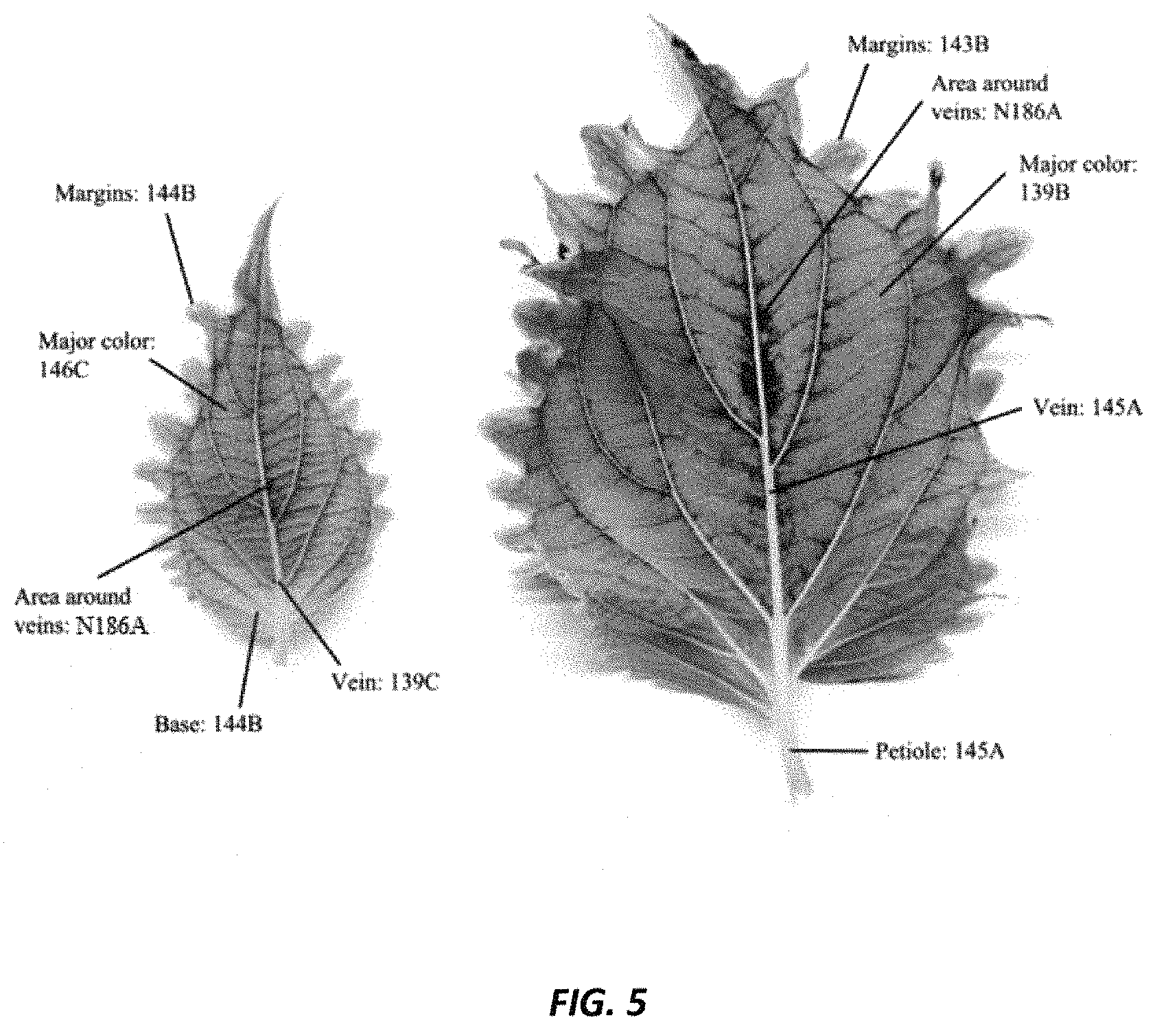 Patent USPP035451 Figure 5 – Coleus plant named ‘UF20-103-3’