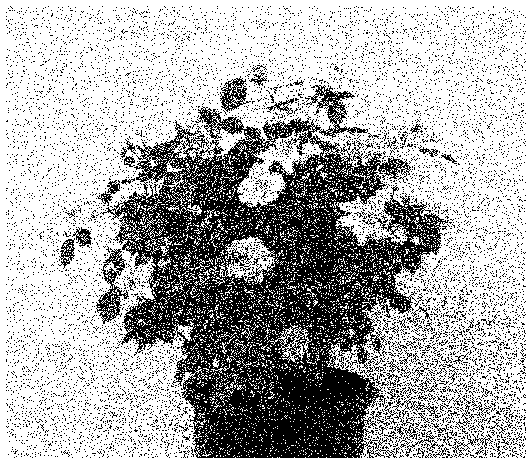 Patent USPP035465 — Shrub rose plant named ‘SRPylwko’ — Figure 1