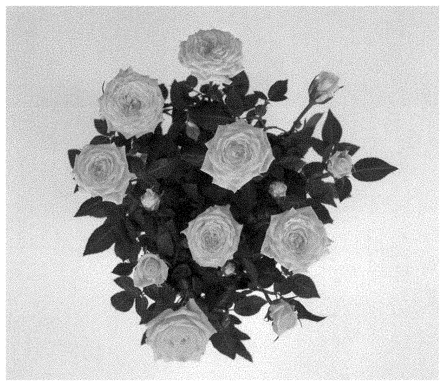 Patent USPP035466 Figure 1 – Miniature rose plant named ‘KORpot112’