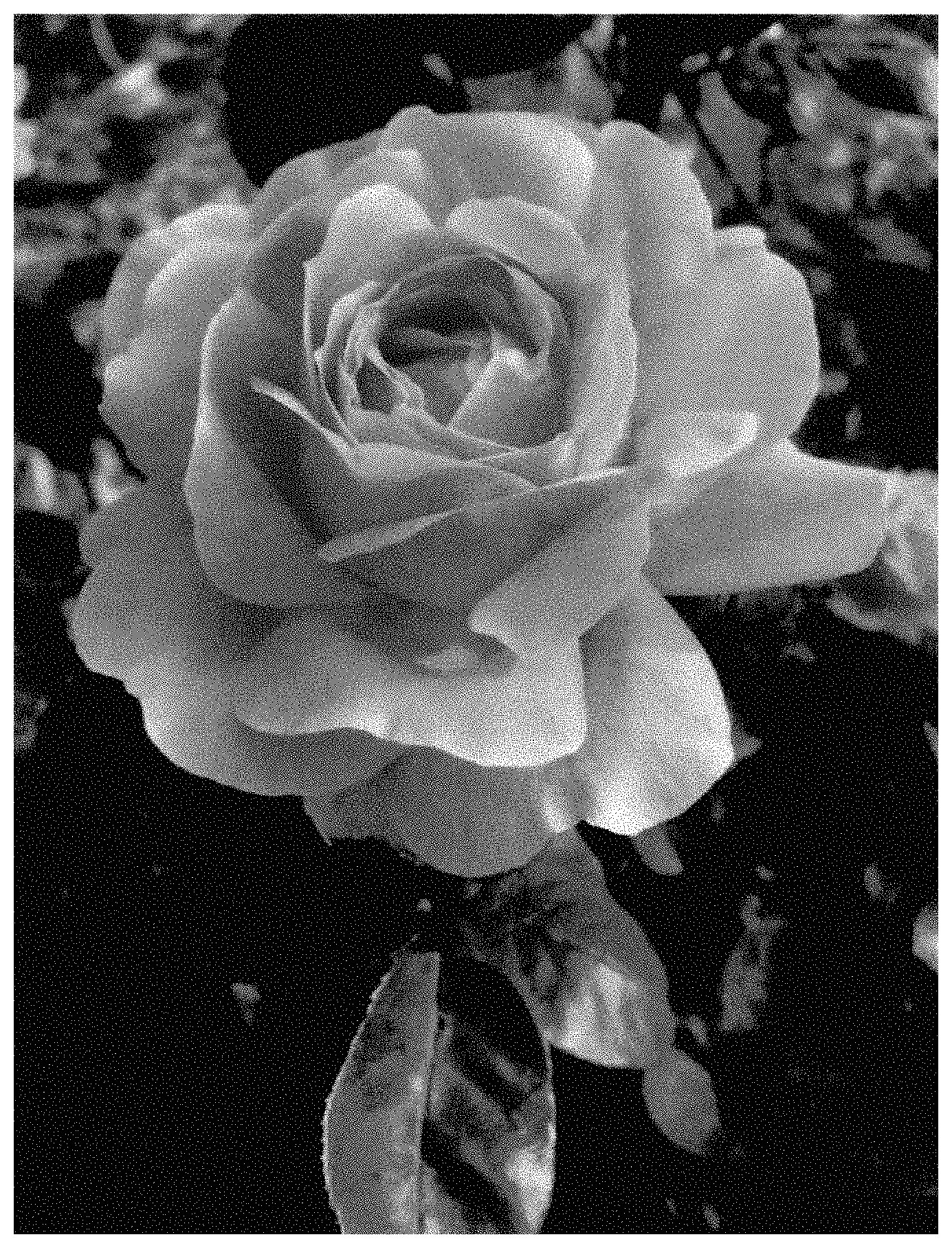 Patent USPP035467 — Floribunda shrub rose plant named ‘ALTladyfirst’ — Figure 1
