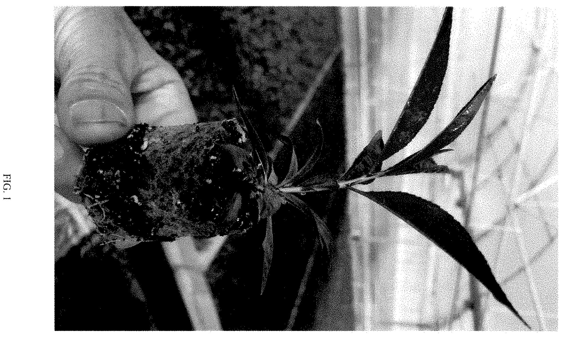 Patent USPP035468 Figure 1 – Prunus rootstock named ‘Pilowred’