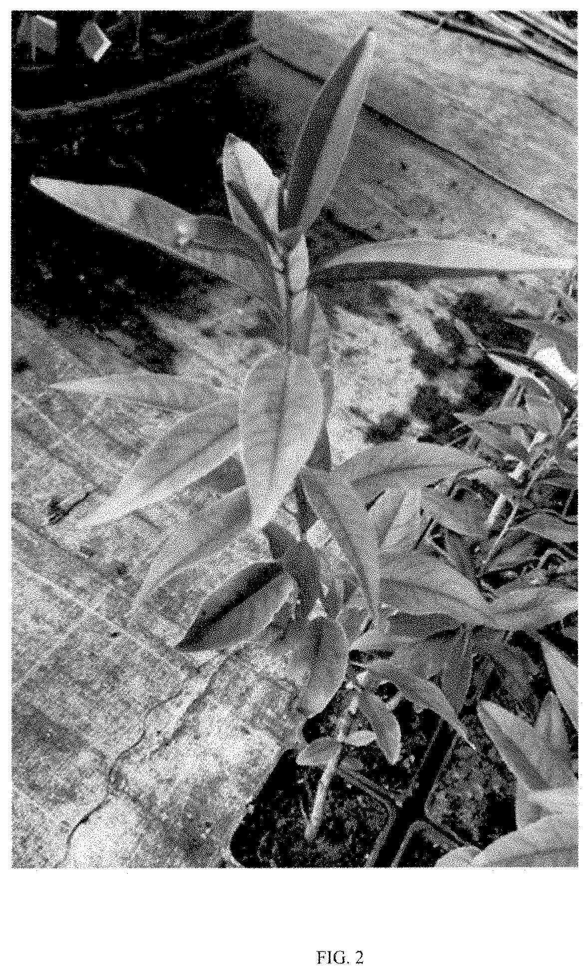 Patent USPP035468 Figure 2 – Prunus rootstock named ‘Pilowred’