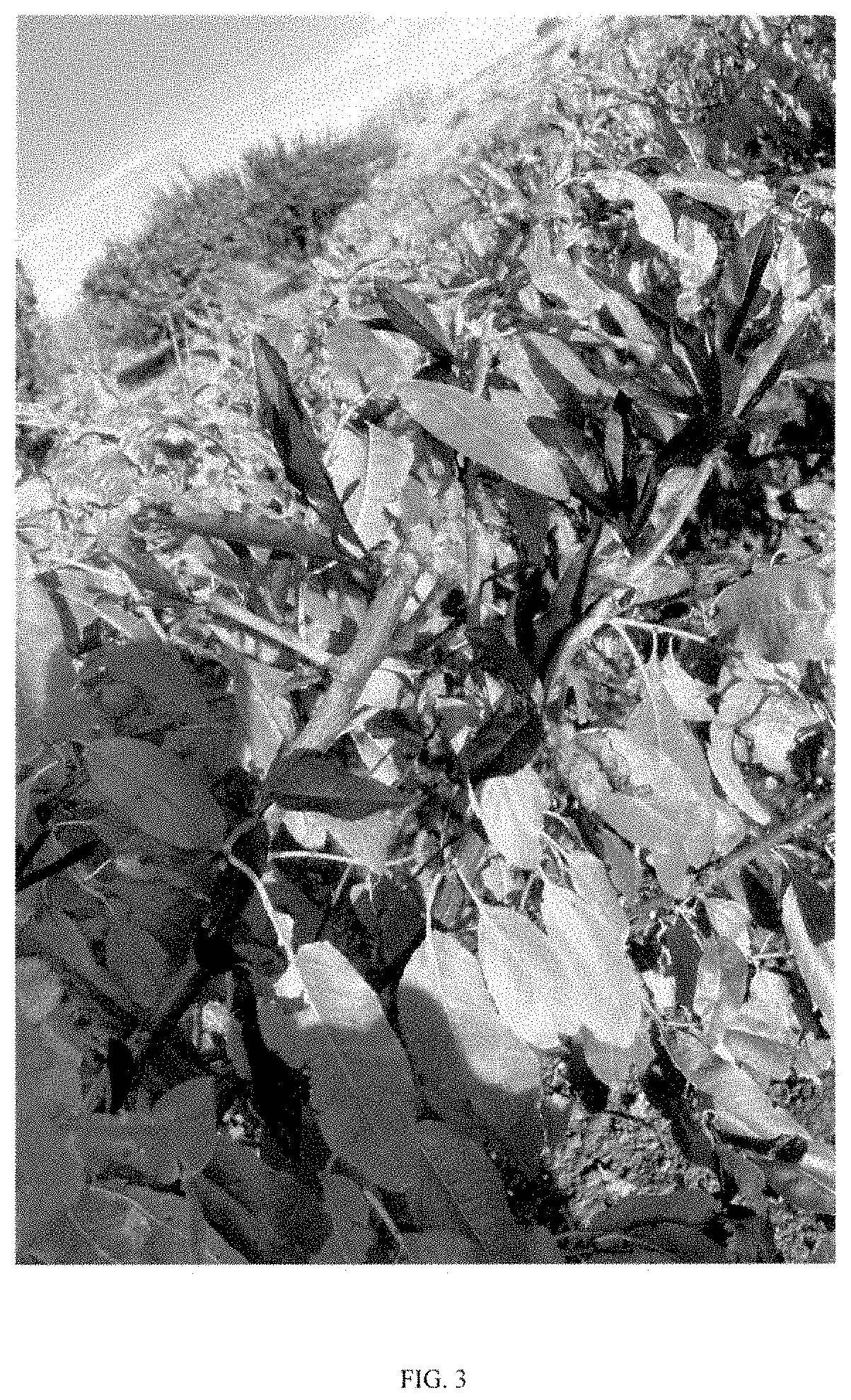Patent USPP035468 Figure 3 – Prunus rootstock named ‘Pilowred’