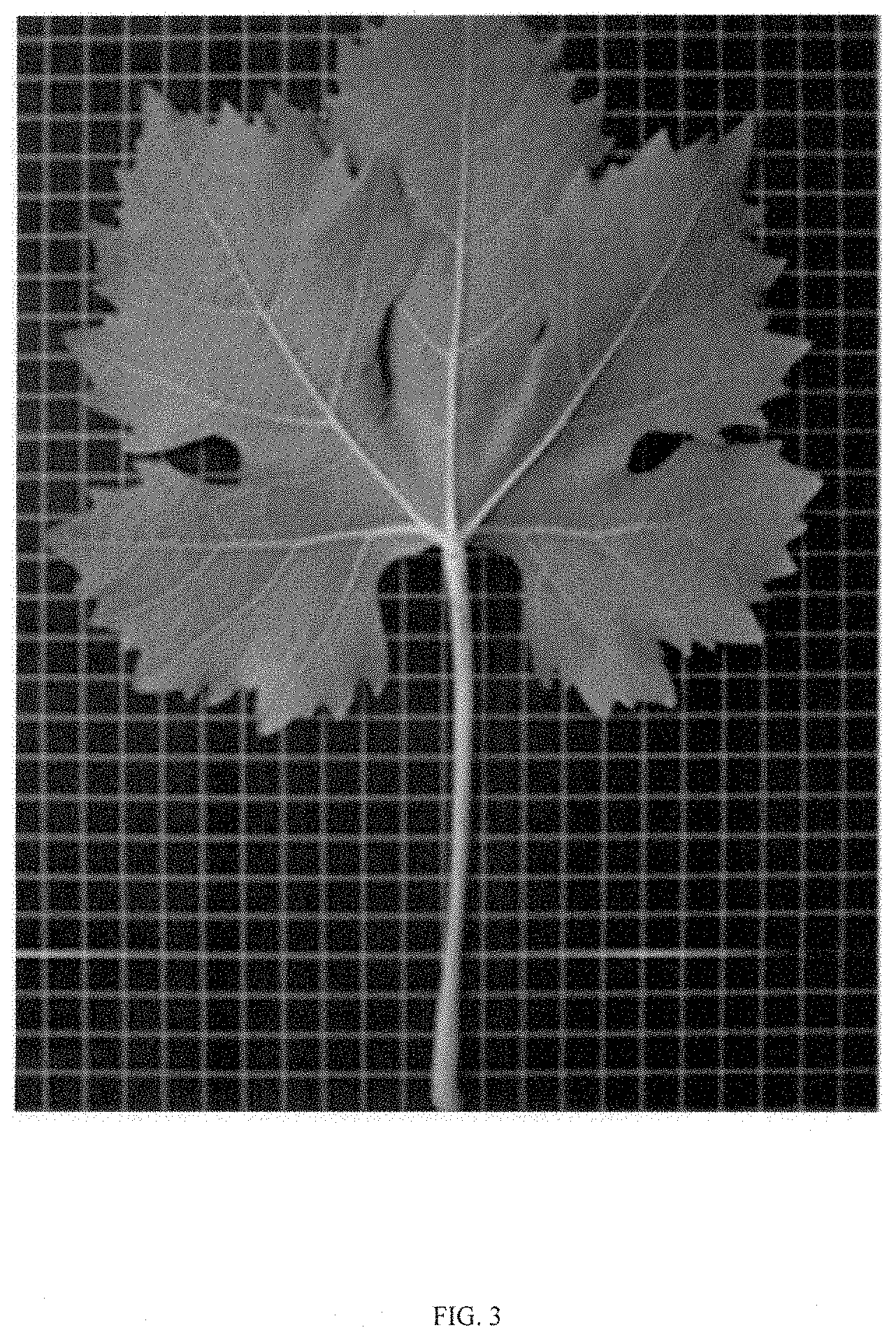 Patent USPP035469 Figure 3 – Seedless table grape (grapevine) named ‘Itumseven’