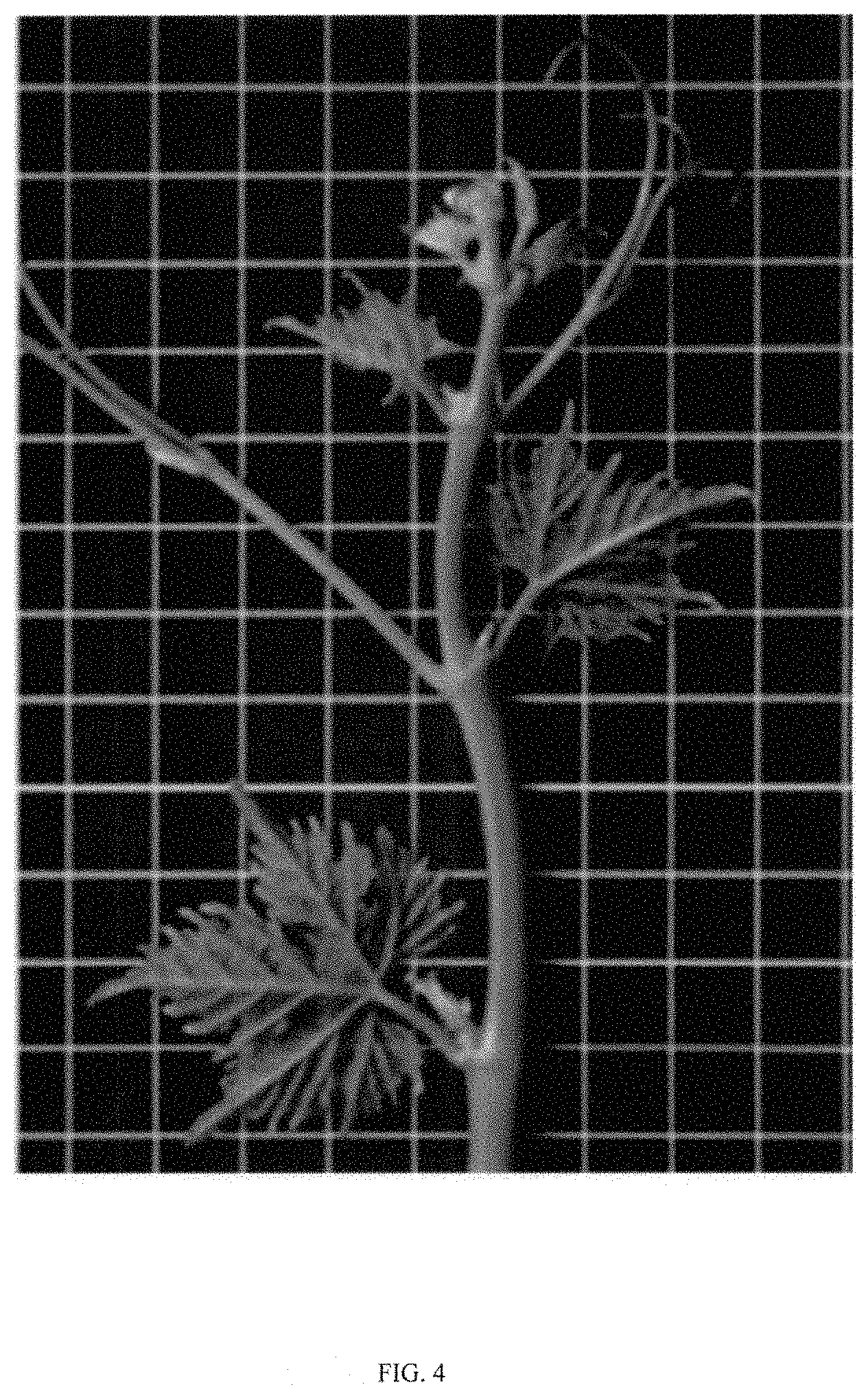 Patent USPP035469 Figure 4 – Seedless table grape (grapevine) named ‘Itumseven’
