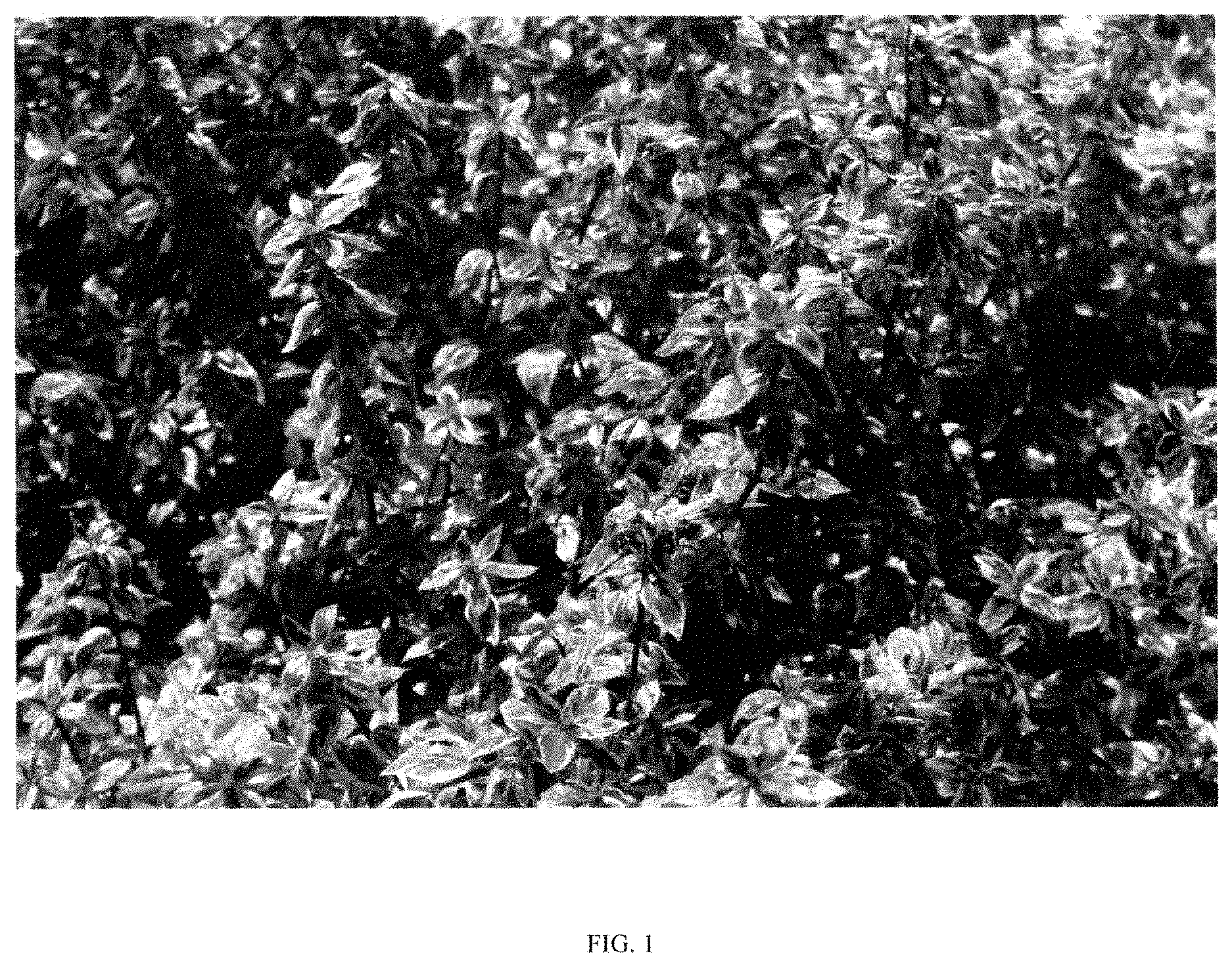 Patent USPP035470 Figure 1 – Abelia plant named ‘ABLR-PII’