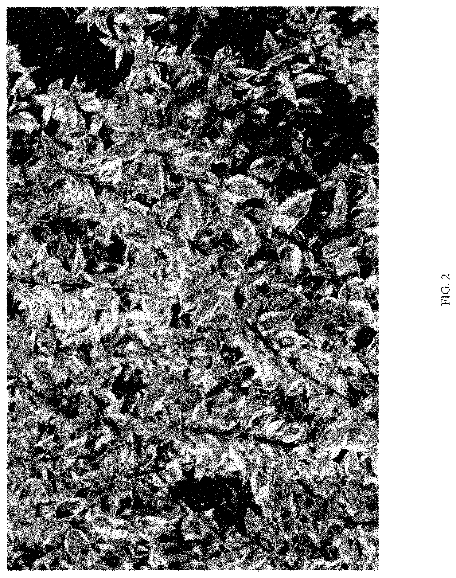 Patent USPP035470 Figure 2 – Abelia plant named ‘ABLR-PII’